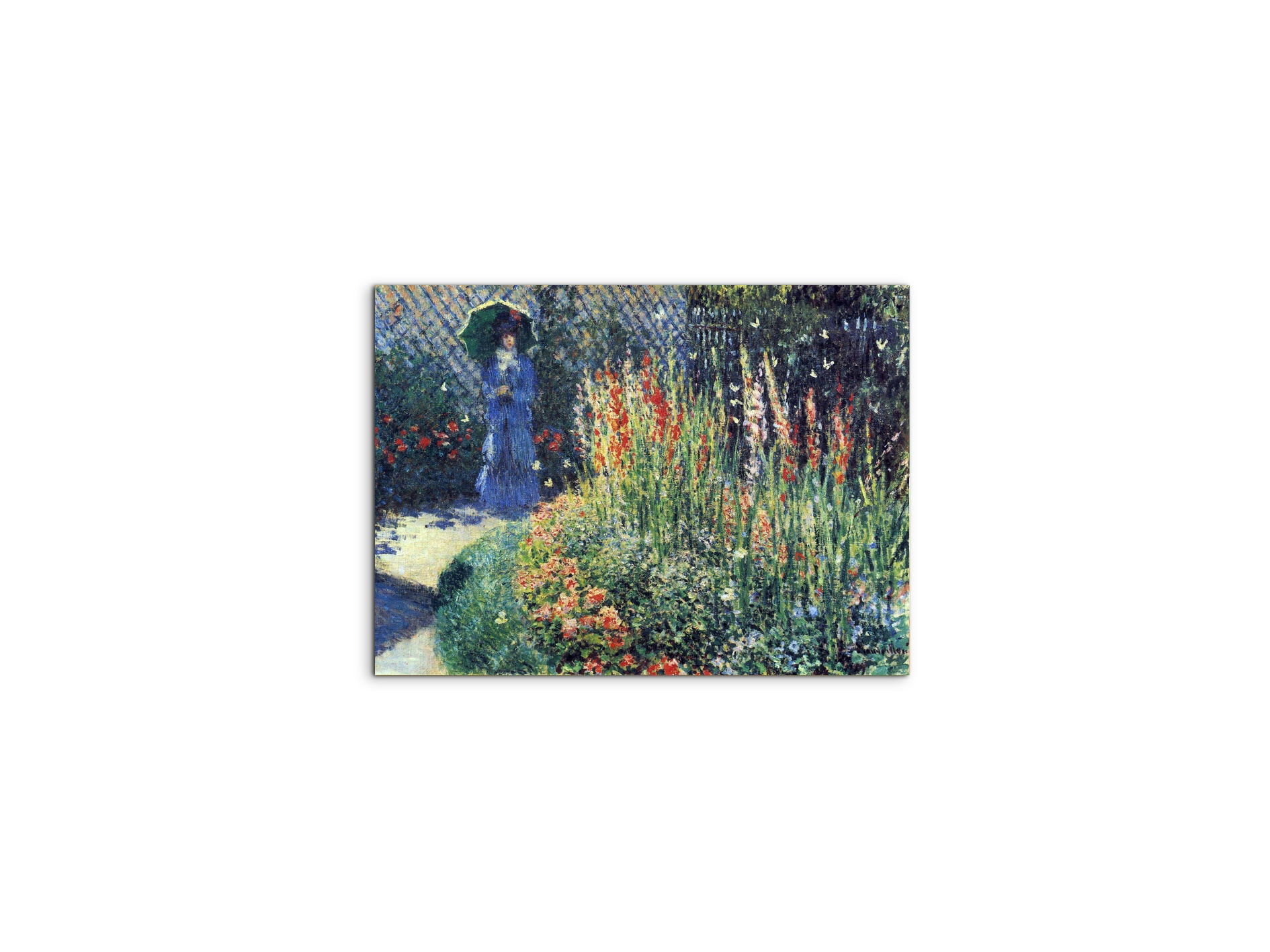 gladiolasas91769-