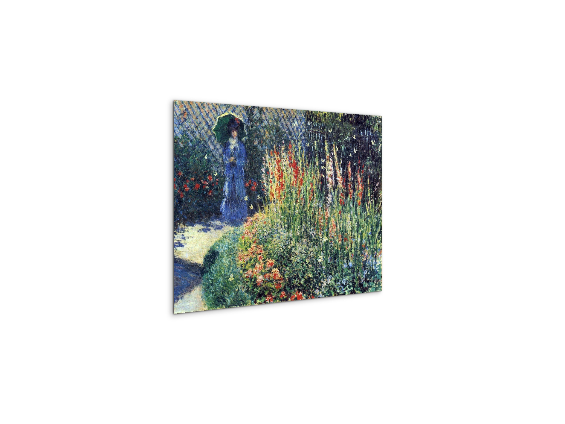 gladiolasas91769-