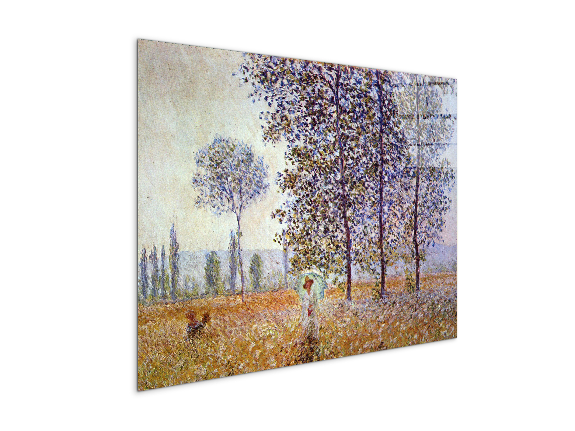 poplars-in-the-sunlightas91871-