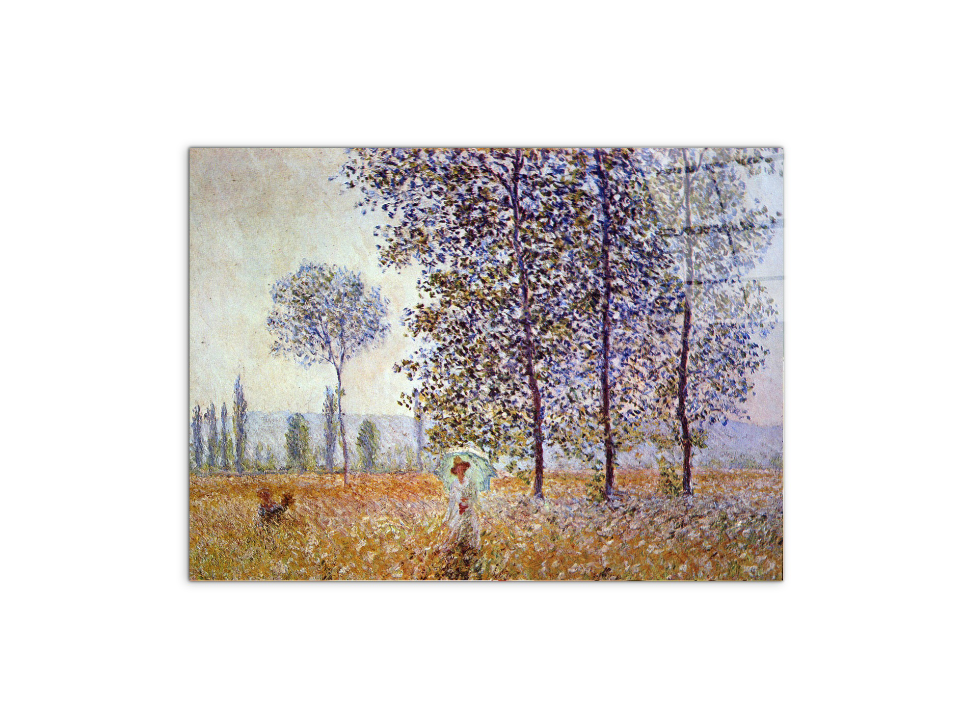 poplars-in-the-sunlightas91871-#materiale_CrystalArt/dimensioni_76x57