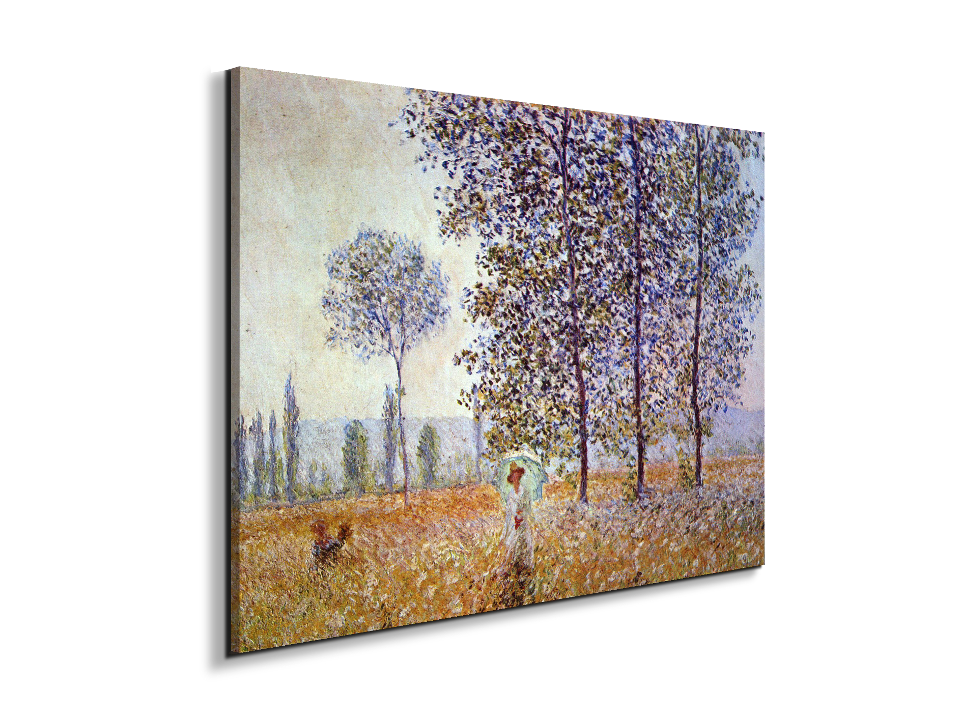 poplars-in-the-sunlightas91871-