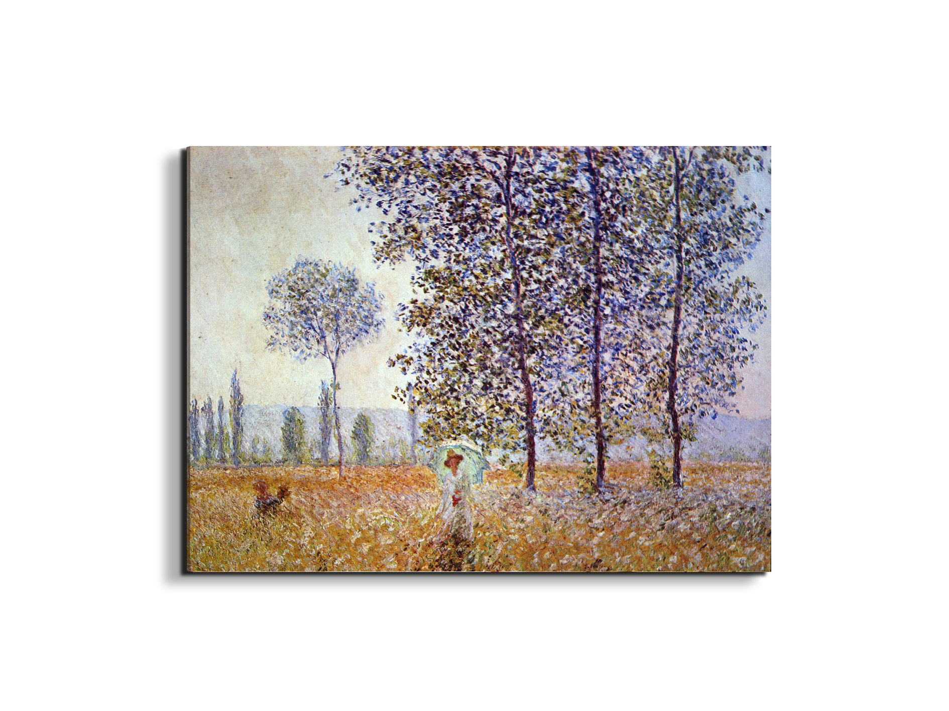 poplars-in-the-sunlightas91871-