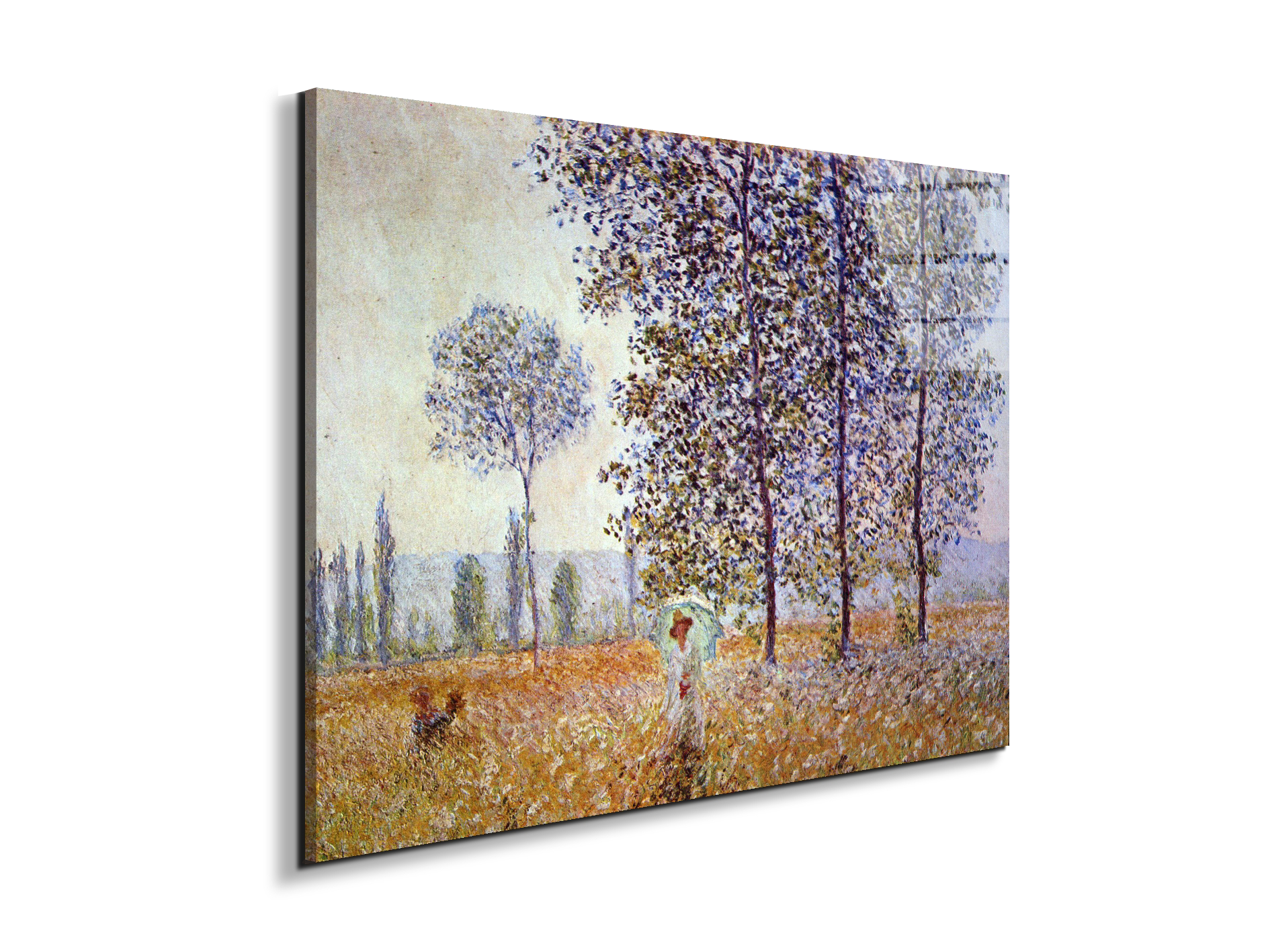 poplars-in-the-sunlightas91871-