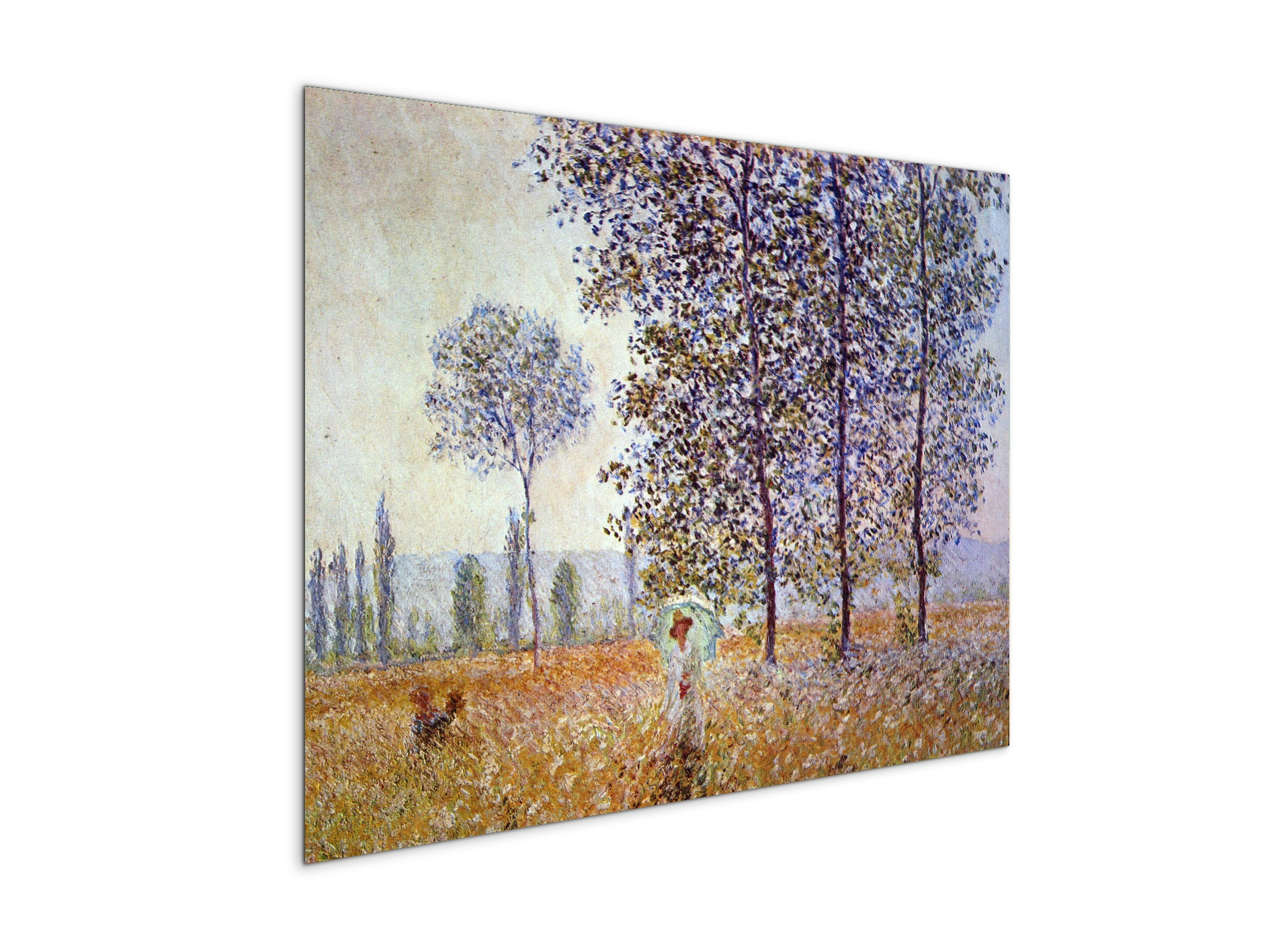 poplars-in-the-sunlightas91871-