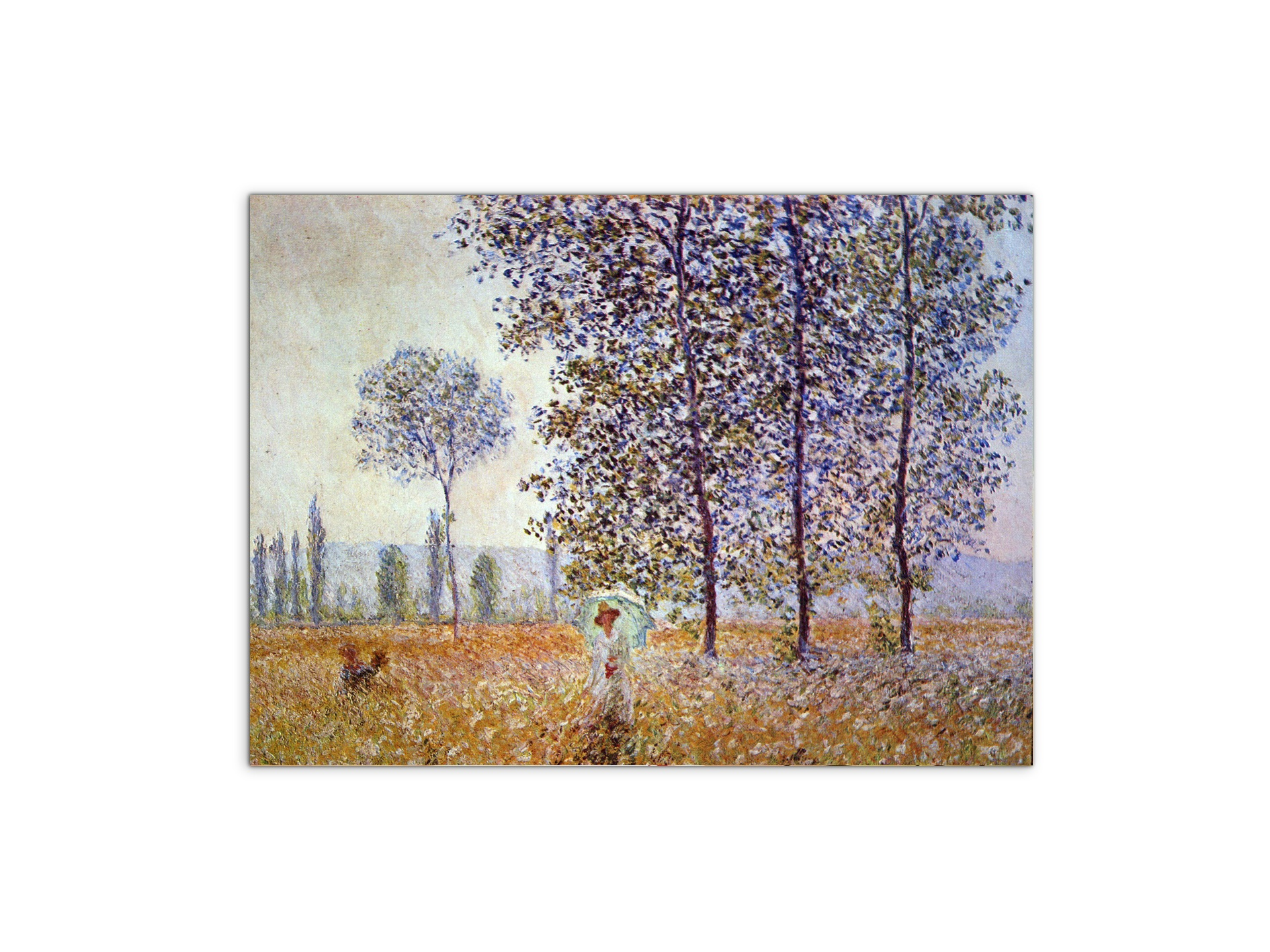 poplars-in-the-sunlightas91871-