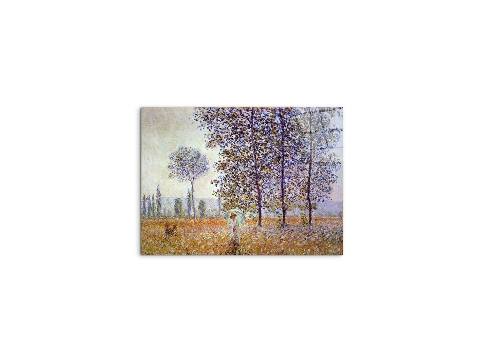 poplars-in-the-sunlightas91871-