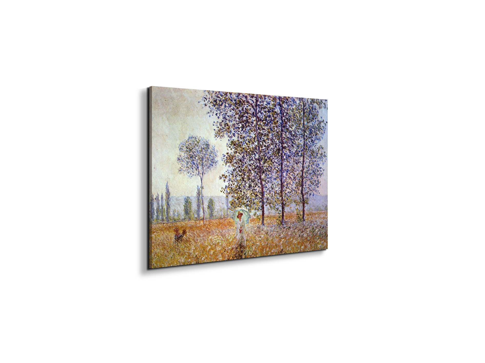 poplars-in-the-sunlightas91871-