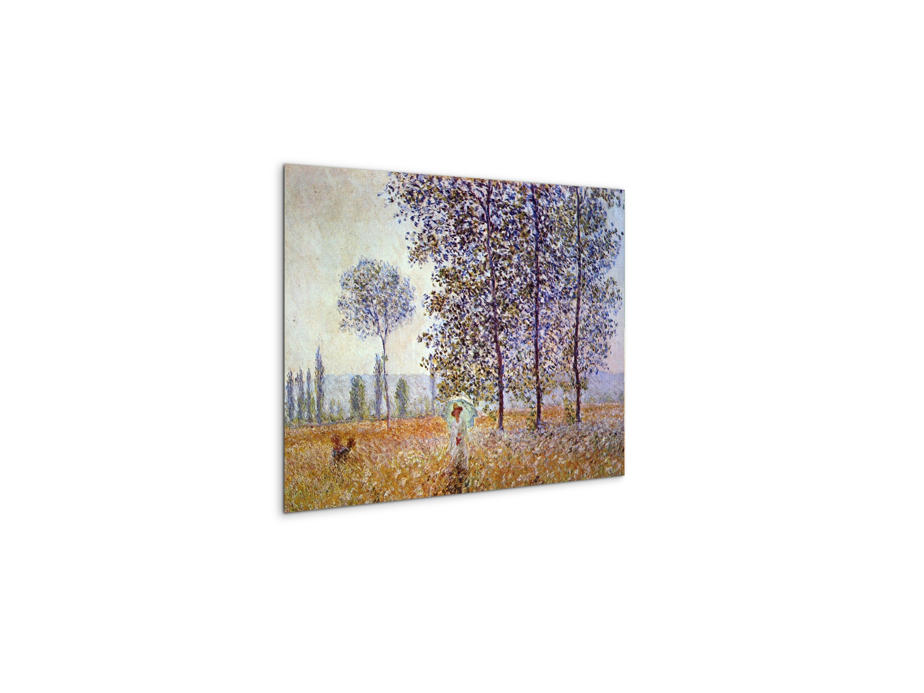 poplars-in-the-sunlightas91871-