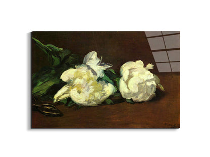 still-life-white-peony-as92263-