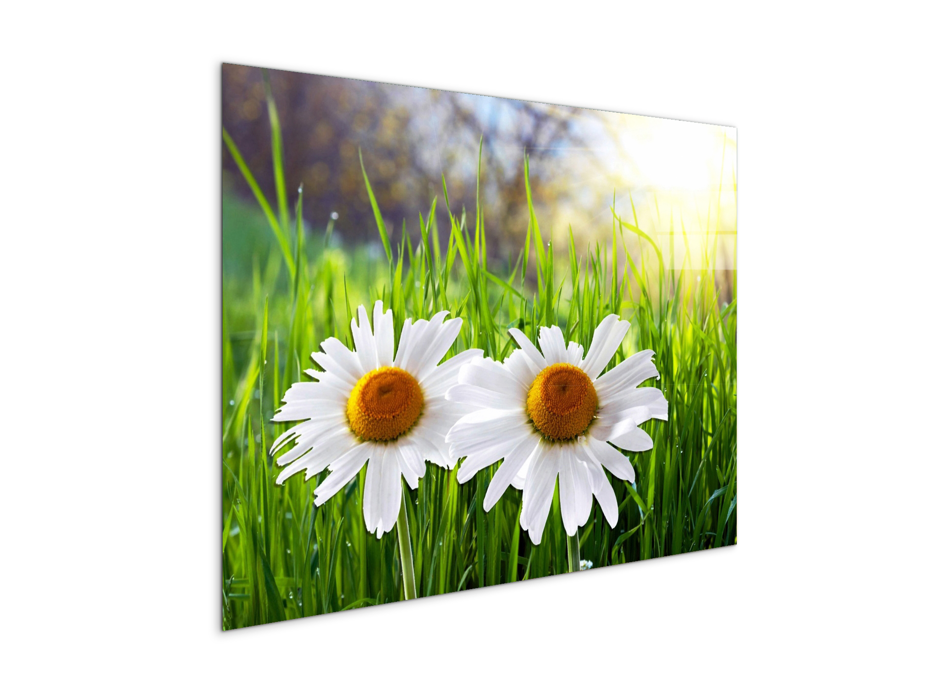 margheriteas92330-#materiale_CrystalArt/dimensioni_76x57