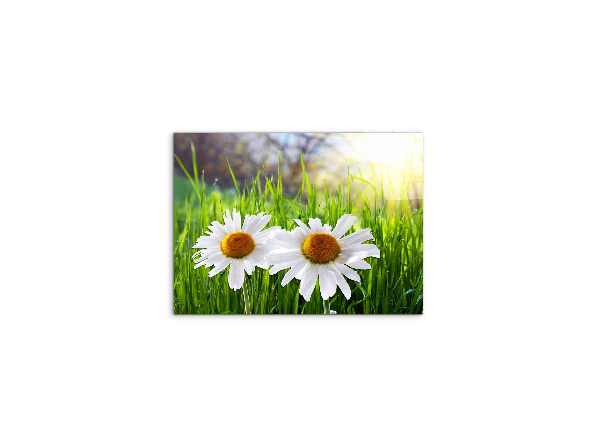 margheriteas92330-#materiale_CrystalArt/dimensioni_50x37,50