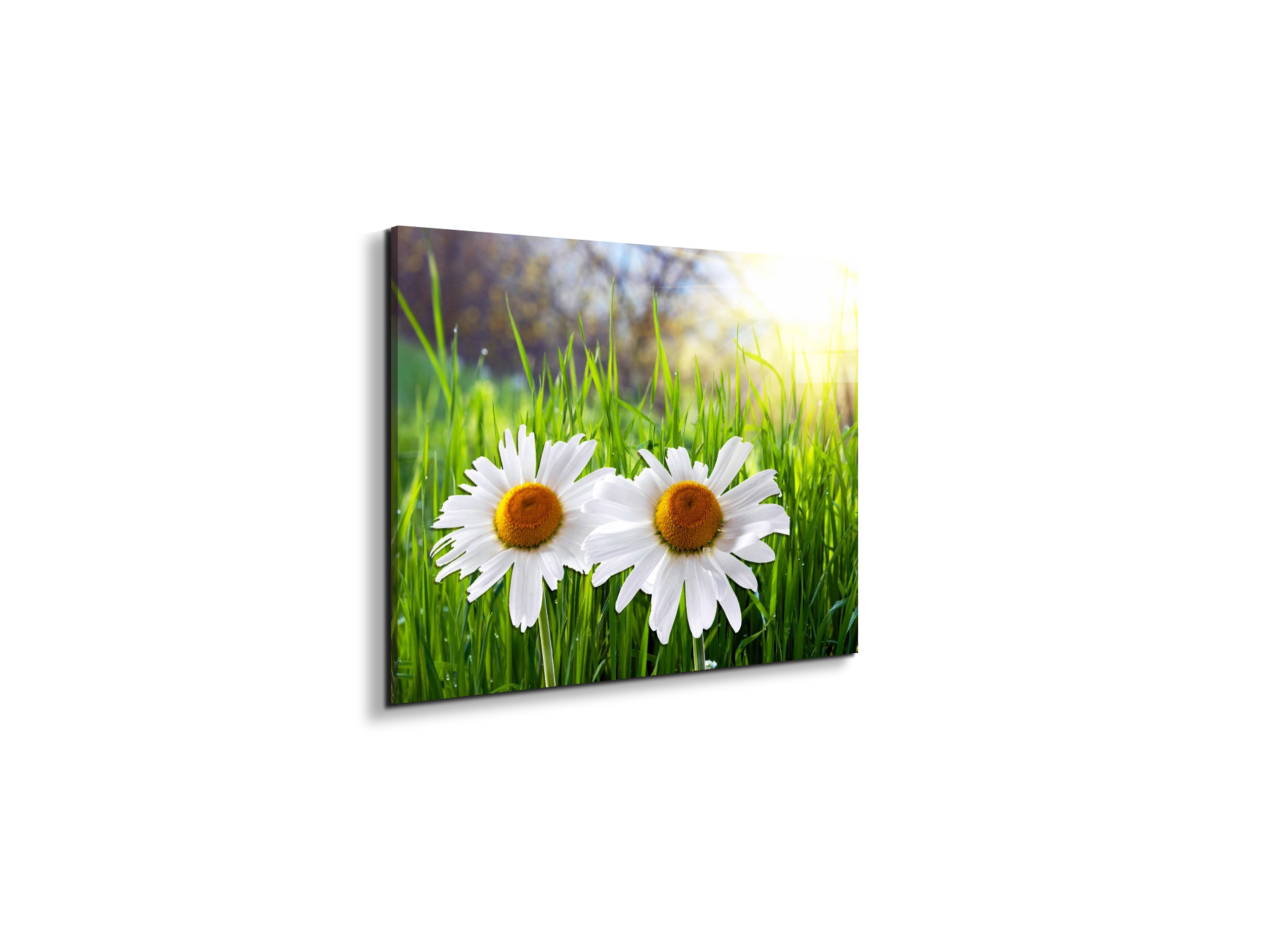 margheriteas92330-#materiale_EarthArt Total Gloss/dimensioni_50x37,50