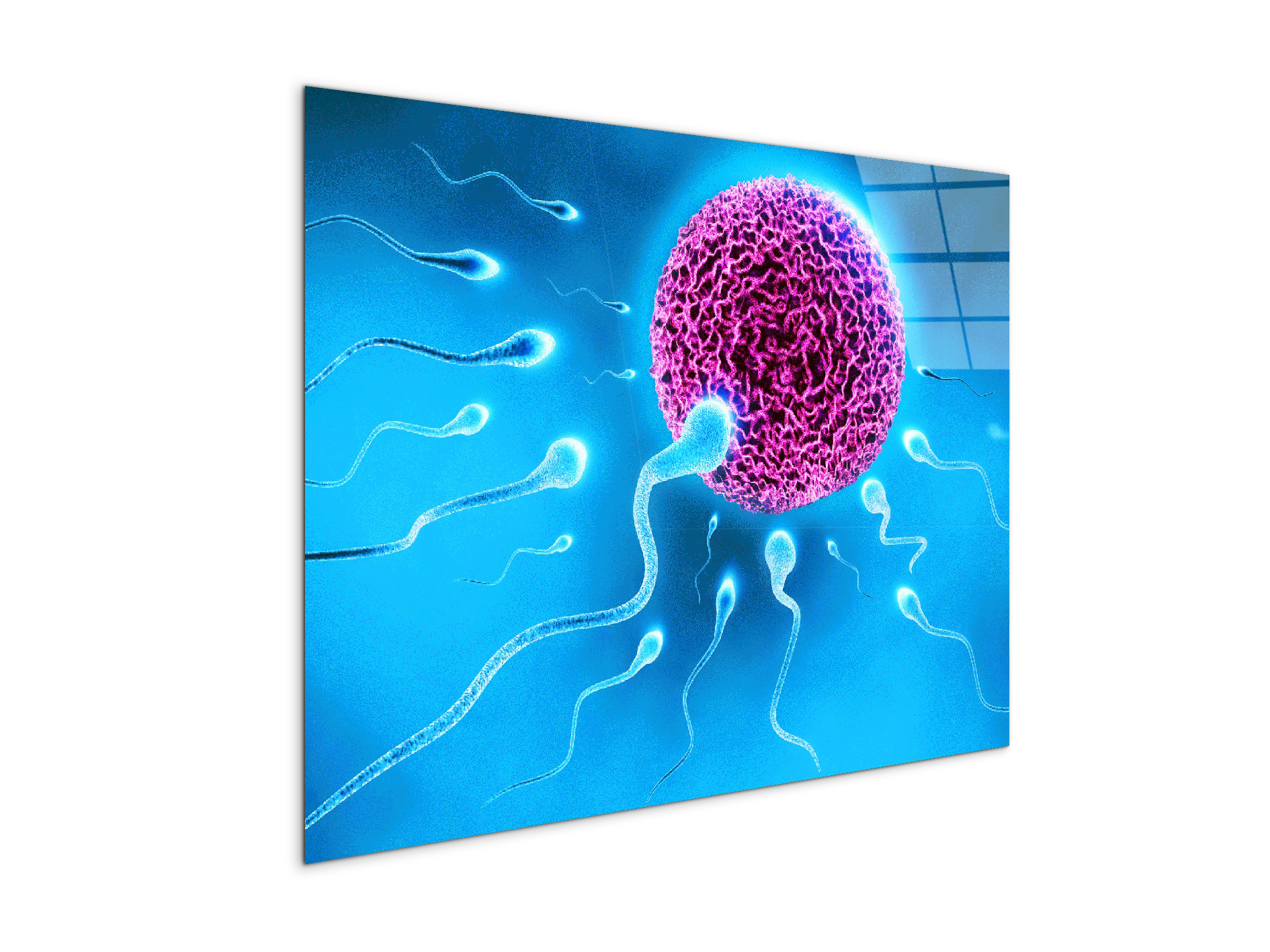 lifeas92338-#materiale_CrystalArt/dimensioni_76x57