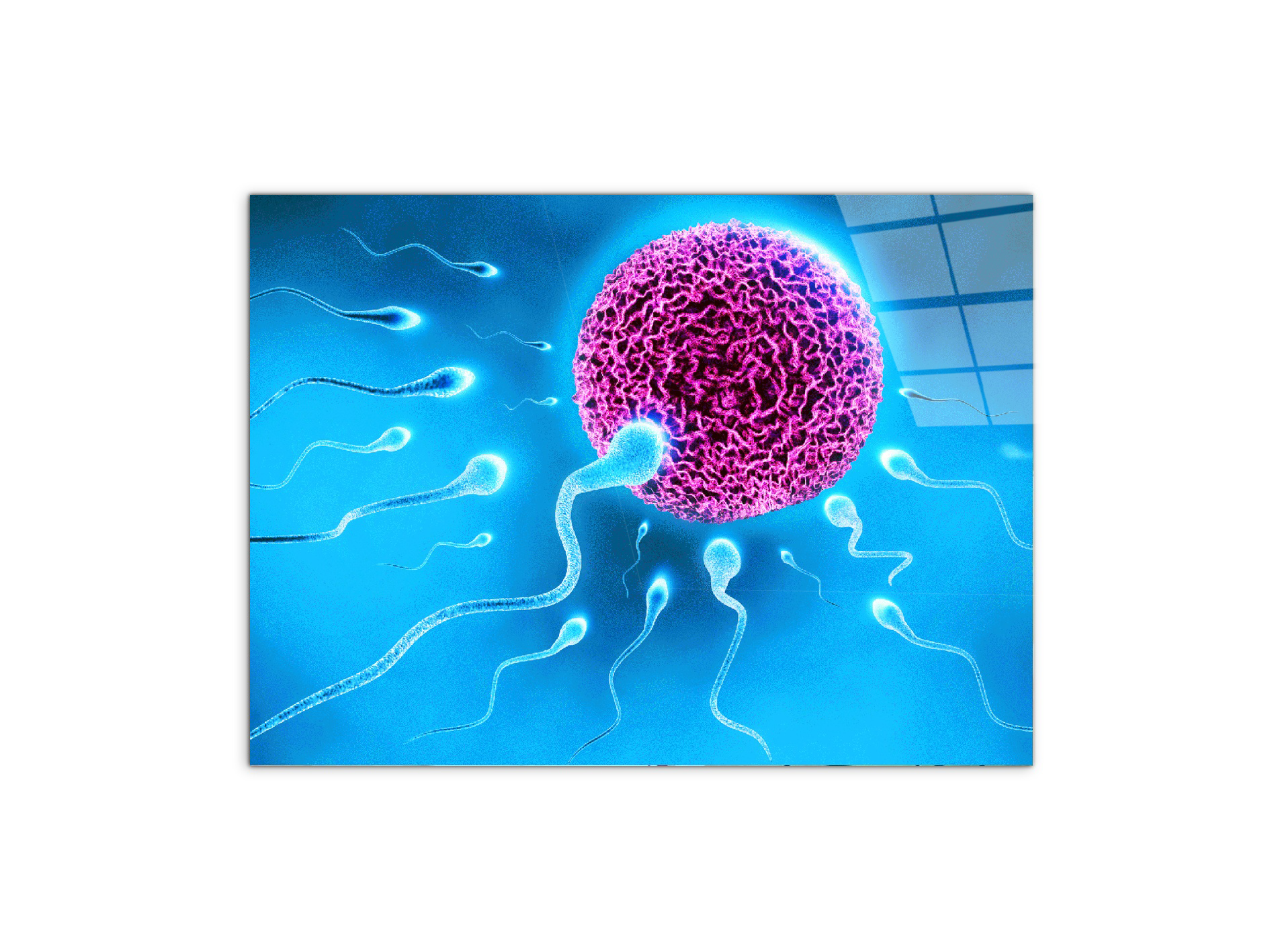 lifeas92338-#materiale_CrystalArt/dimensioni_76x57