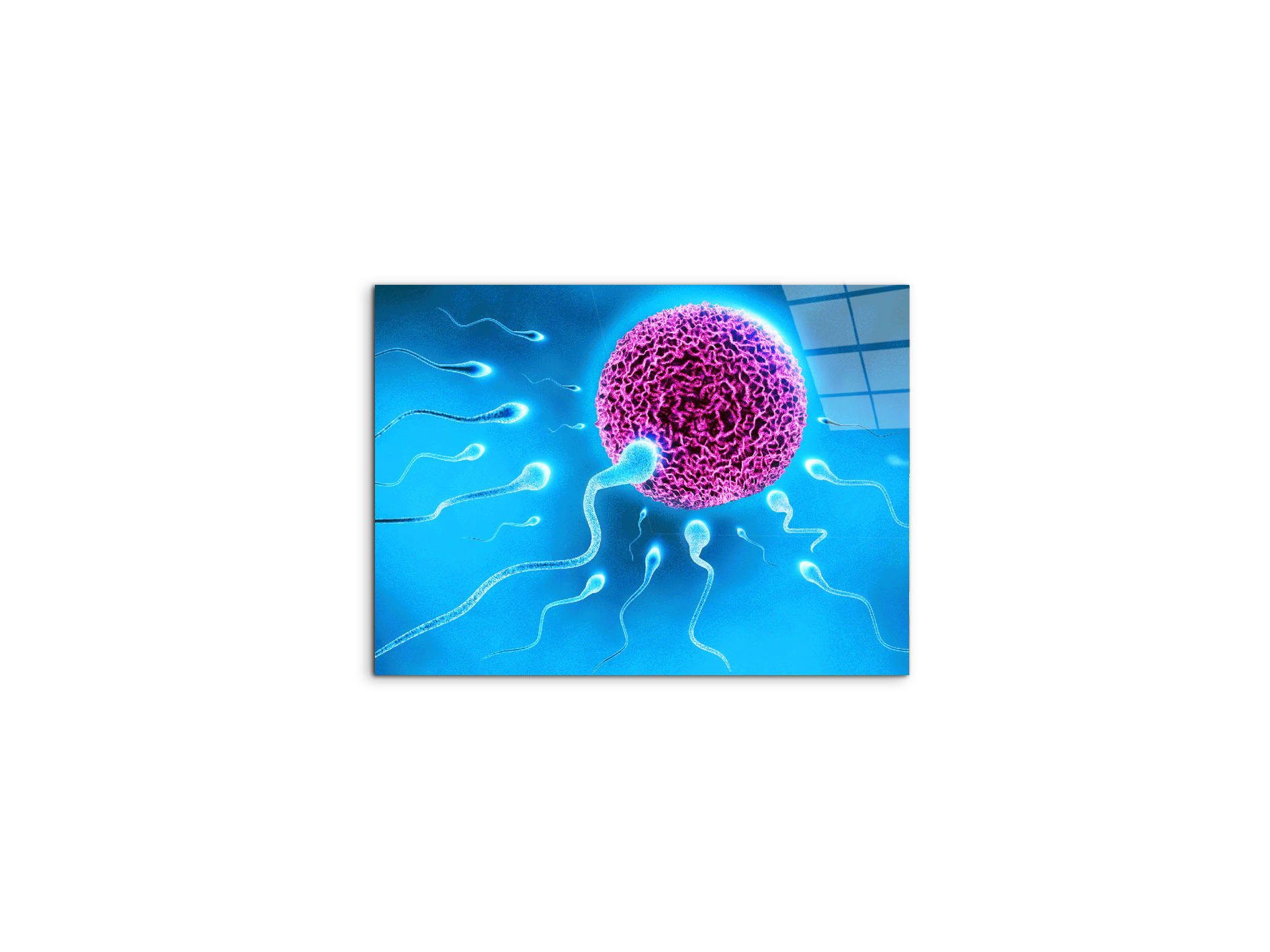lifeas92338-#materiale_CrystalArt/dimensioni_50x37,50