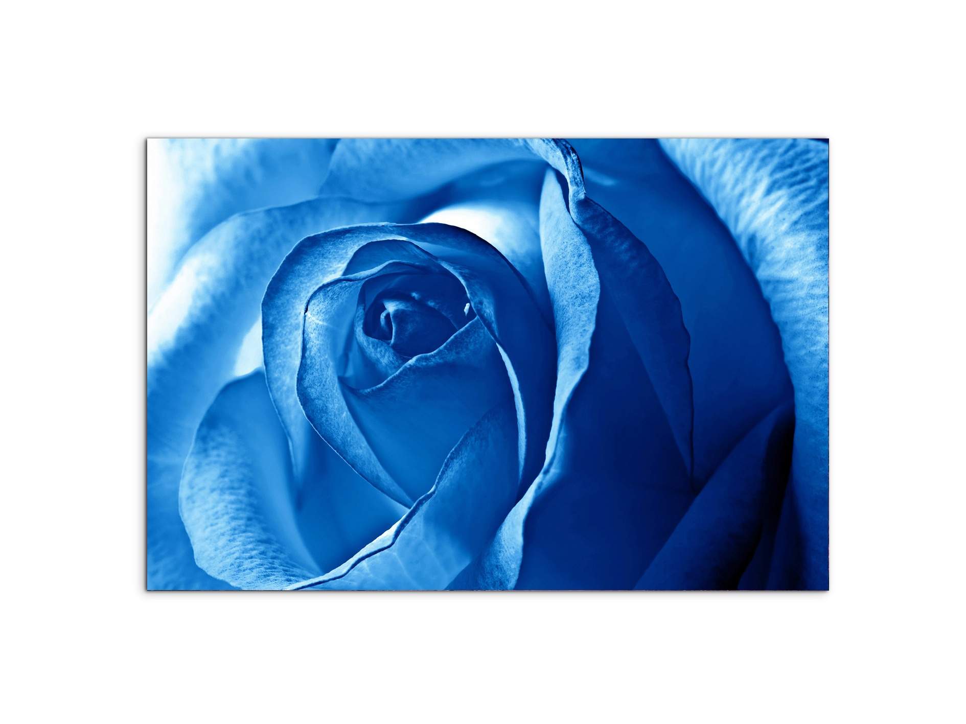 blue-roseas92342-#materiale_MetalArt Materic/dimensioni_79,5x53