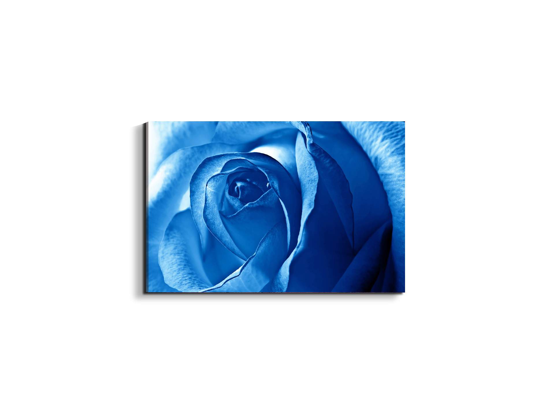 blue-roseas92342-#materiale_EarthArt/dimensioni_50x33,33