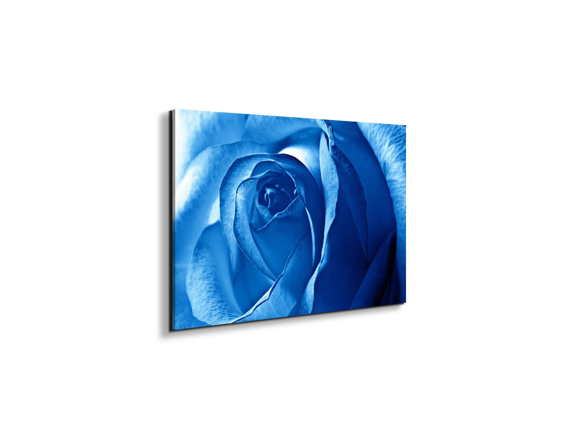 blue-roseas92342-#materiale_EarthArt/dimensioni_50x33,33