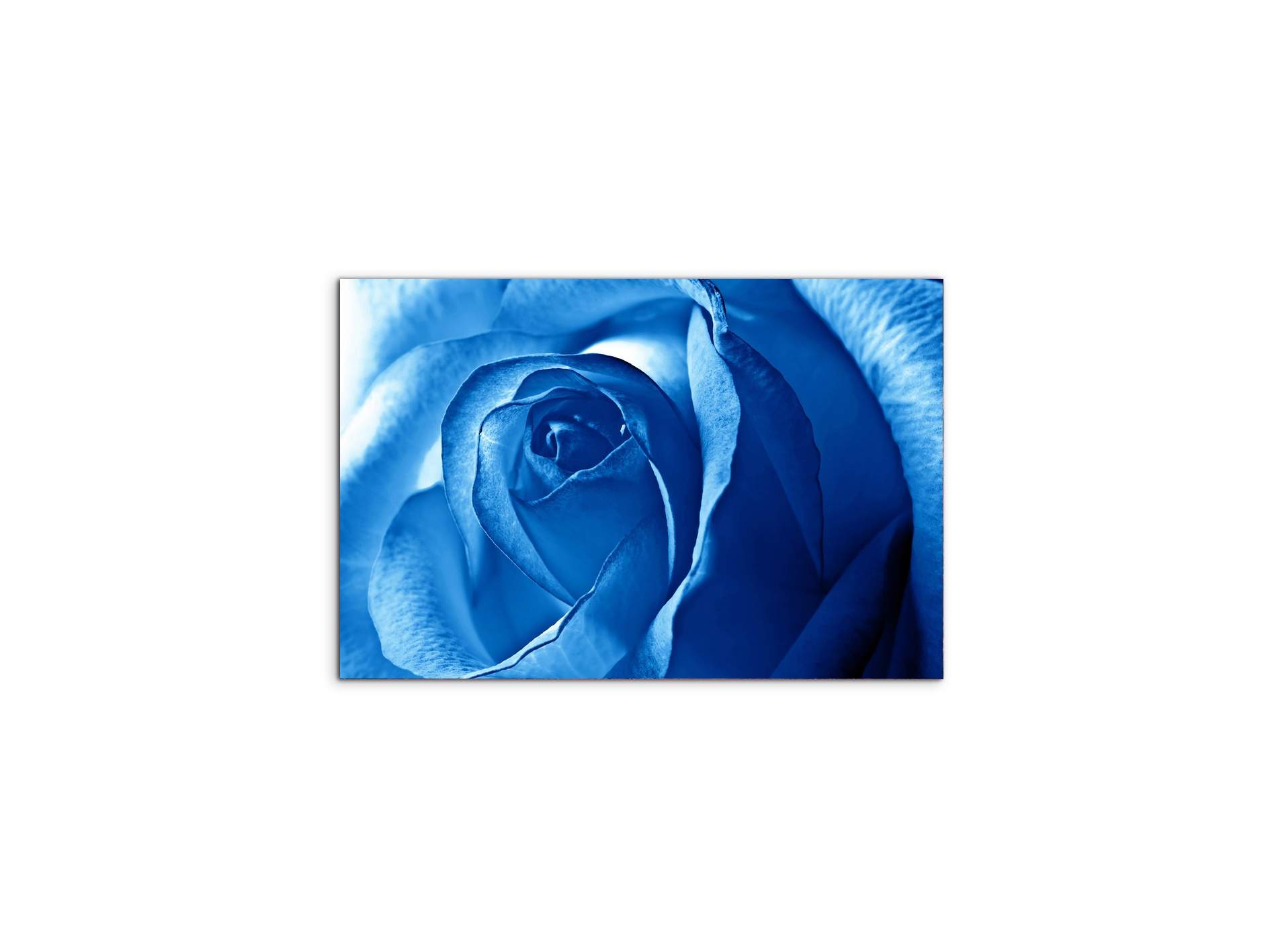 blue-roseas92342-#materiale_MetalArt Materic/dimensioni_50x33,33