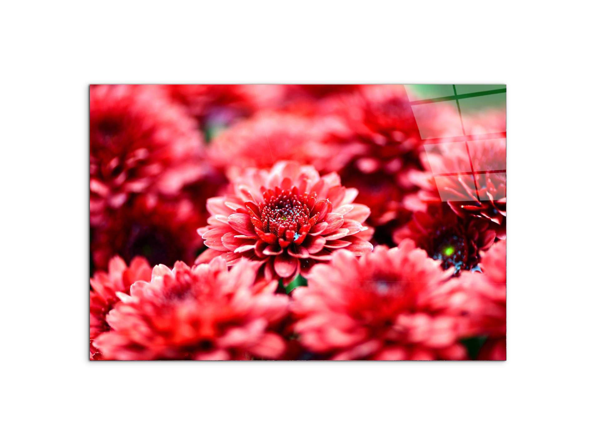 red-flowersas92347-#materiale_CrystalArt/dimensioni_79,5x53