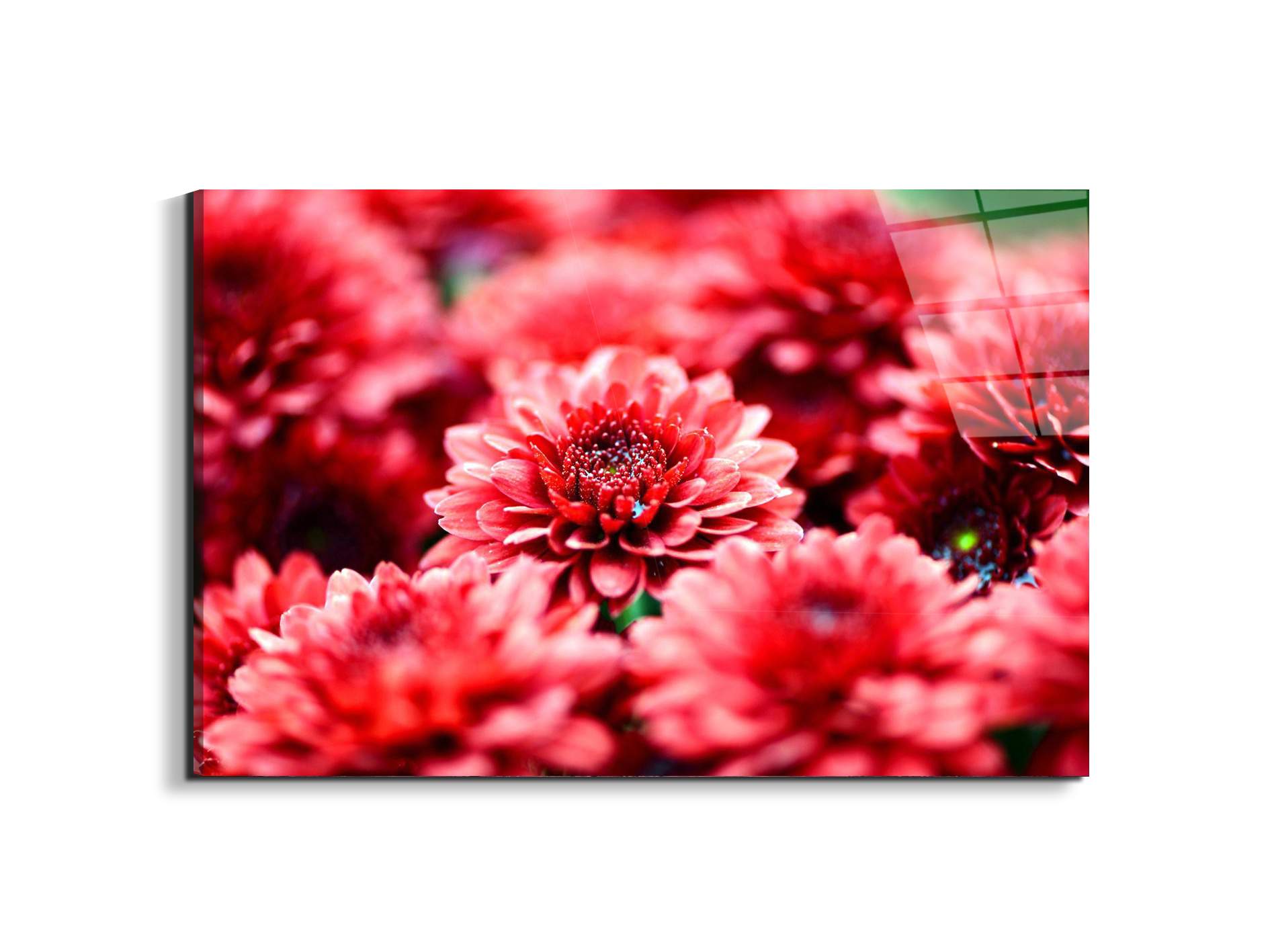 red-flowersas92347-#materiale_EarthArt Total Gloss/dimensioni_79,5x53