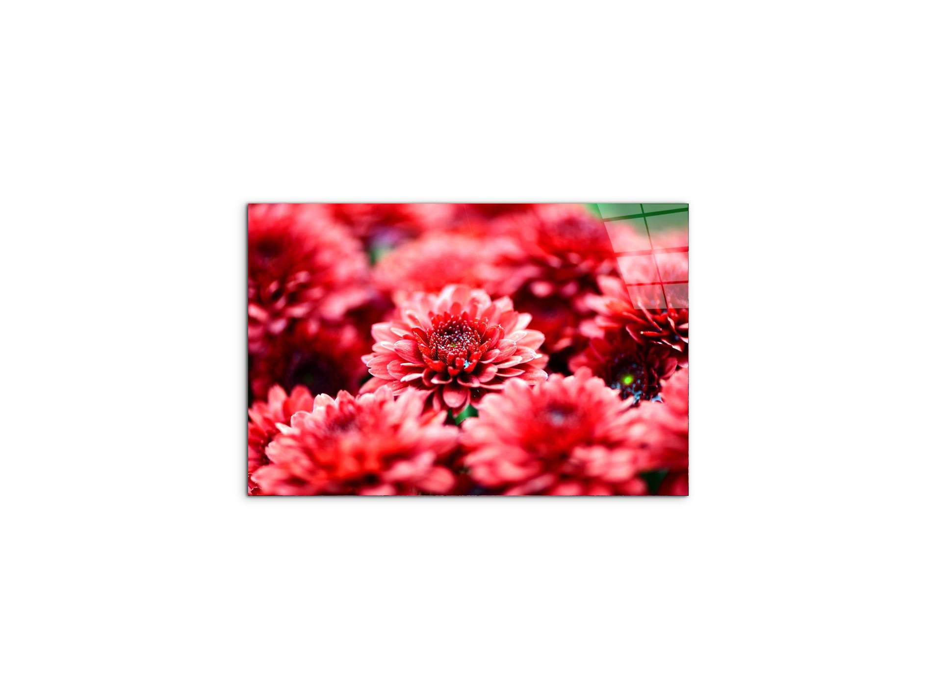 red-flowersas92347-#materiale_CrystalArt/dimensioni_50x33,33