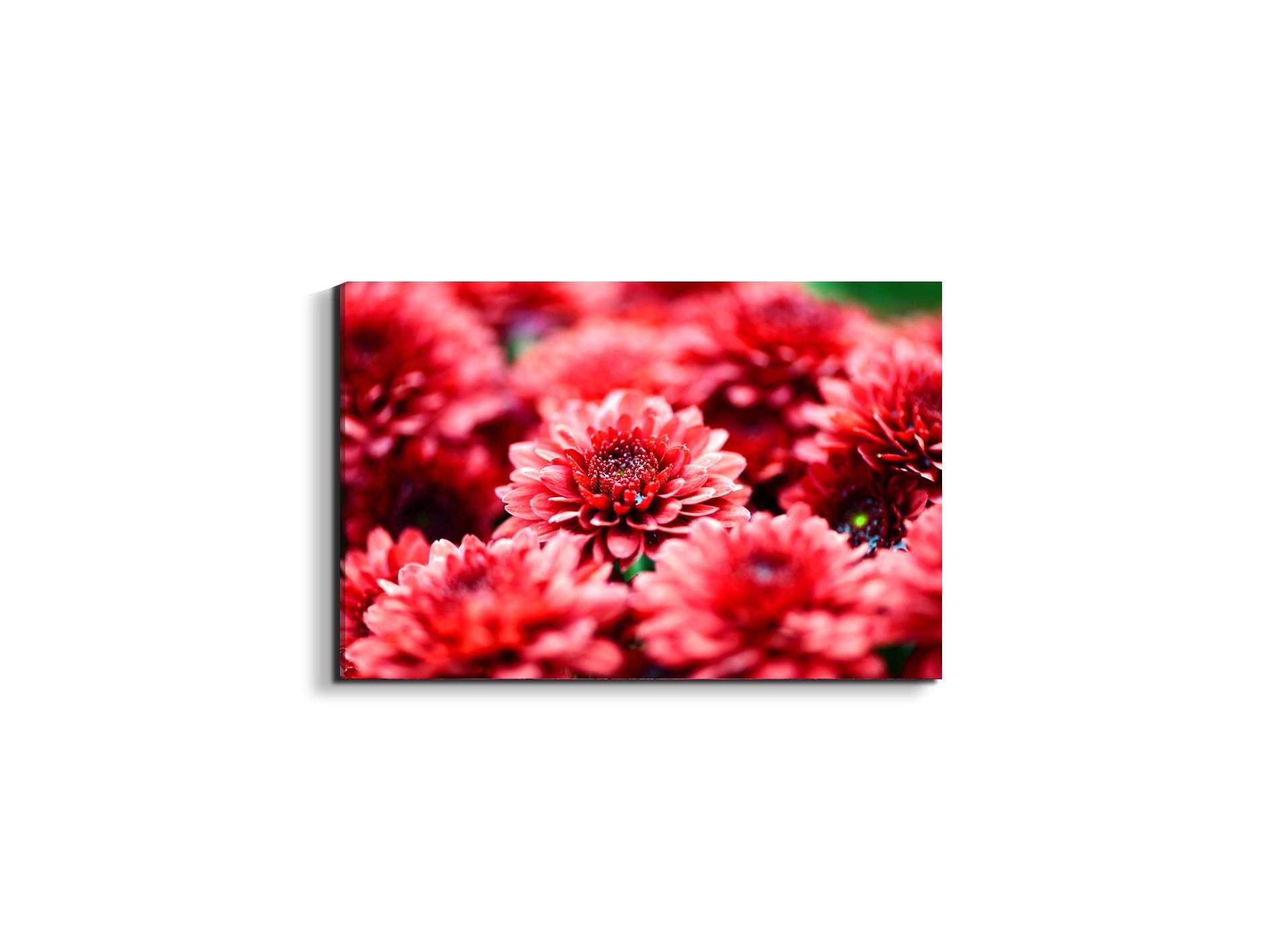 red-flowersas92347-#materiale_EarthArt/dimensioni_50x33,33