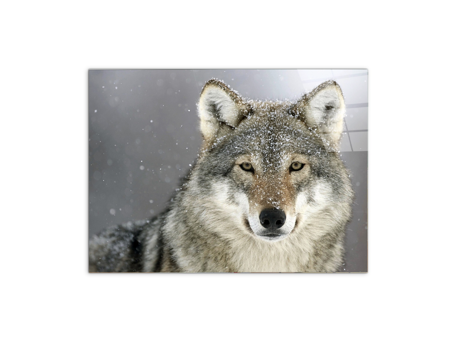 wolfas92370-#materiale_CrystalArt/dimensioni_76x57