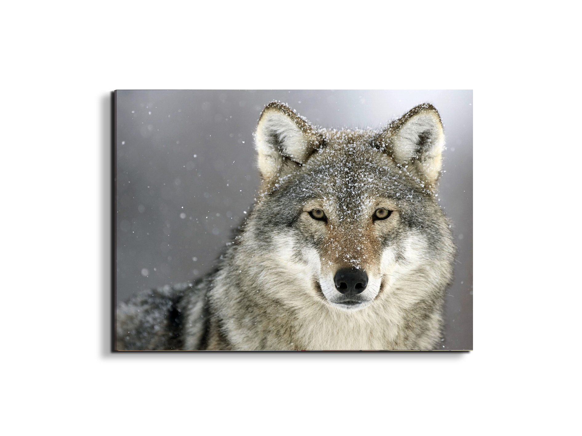 wolfas92370-#materiale_EarthArt/dimensioni_76x57