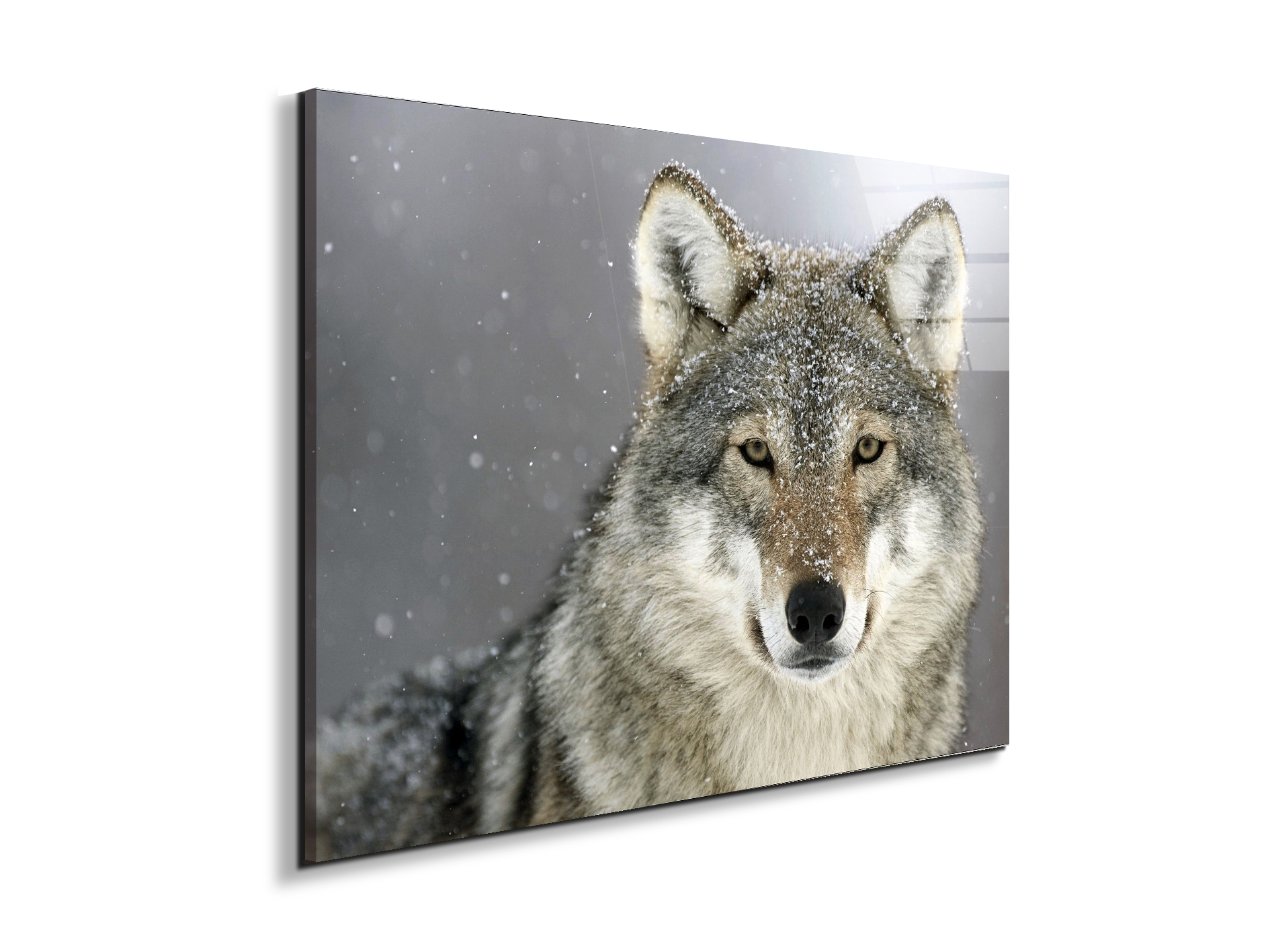 wolfas92370-#materiale_EarthArt Total Gloss/dimensioni_76x57