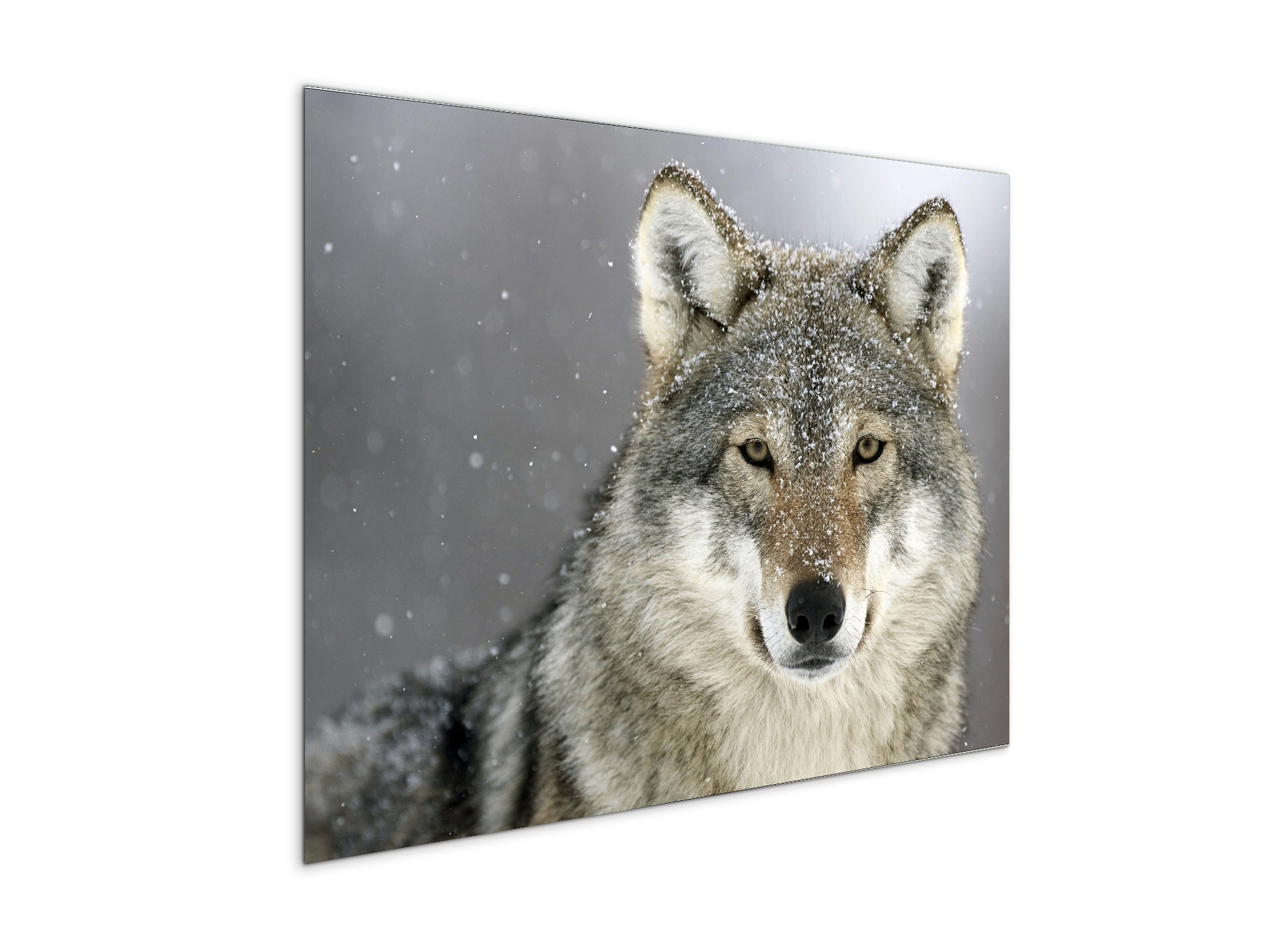 wolfas92370-#materiale_MetalArt Materic/dimensioni_76x57