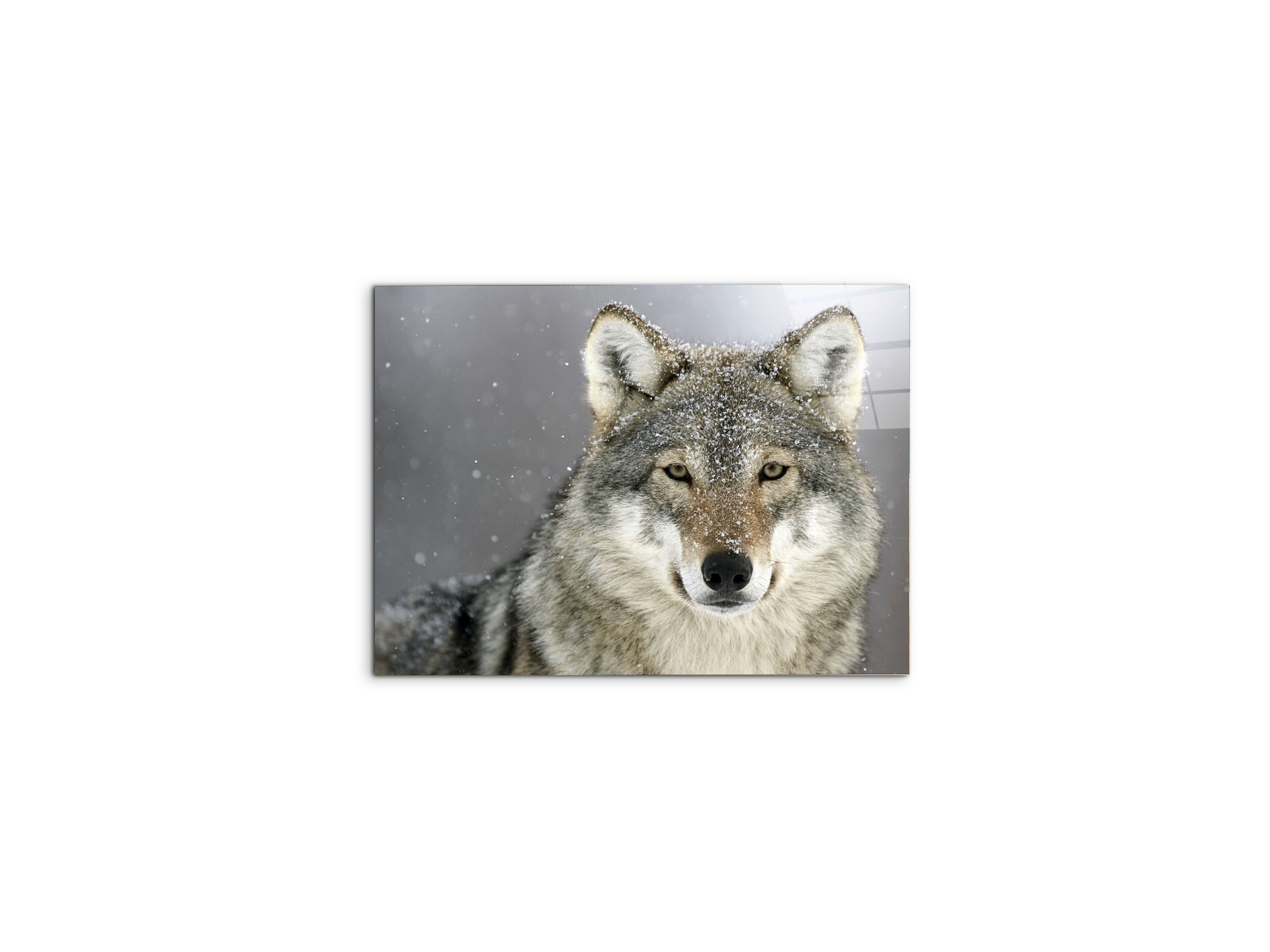 wolfas92370-#materiale_CrystalArt/dimensioni_50x37,50