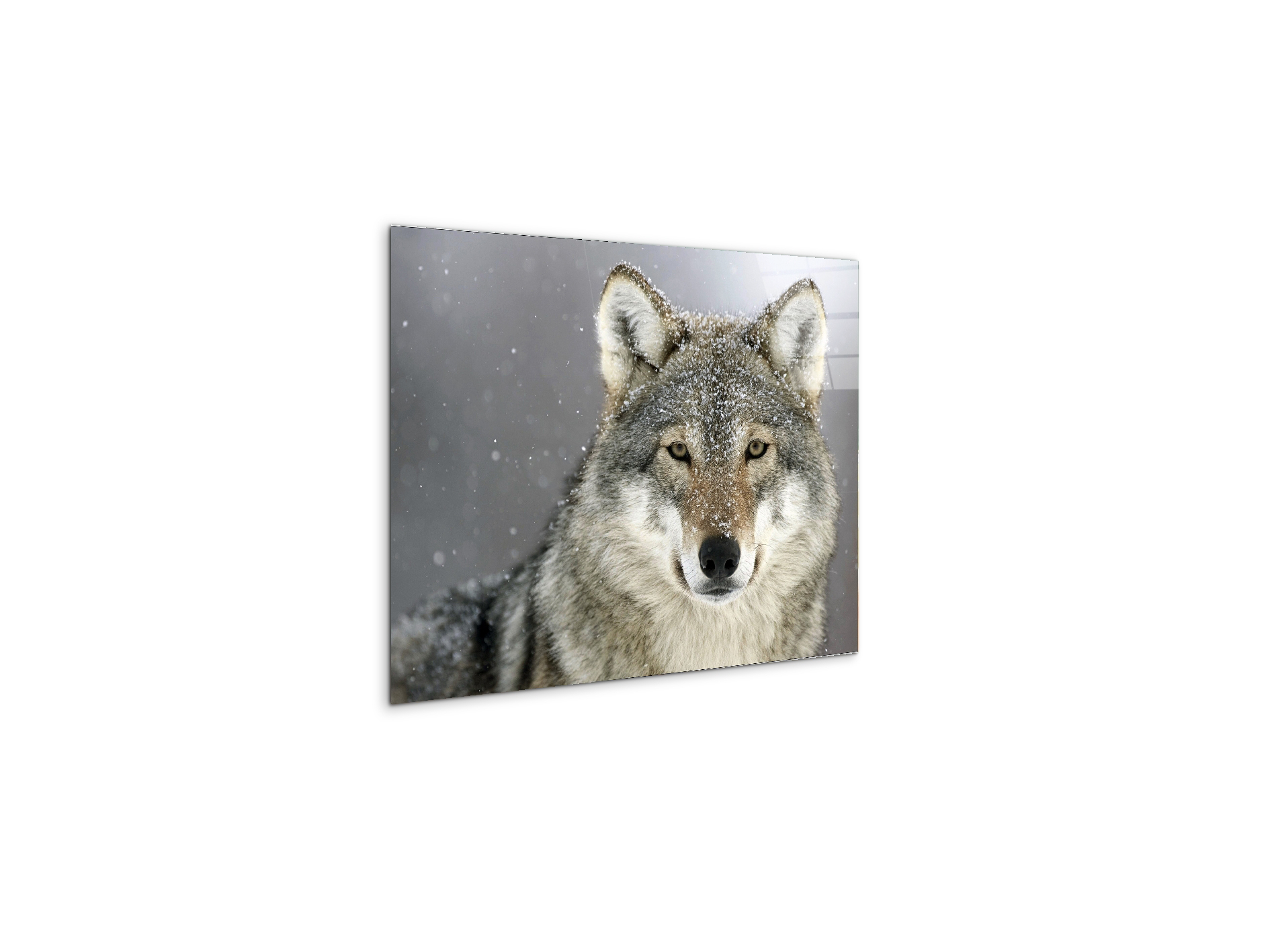 wolfas92370-#materiale_CrystalArt/dimensioni_50x37,50