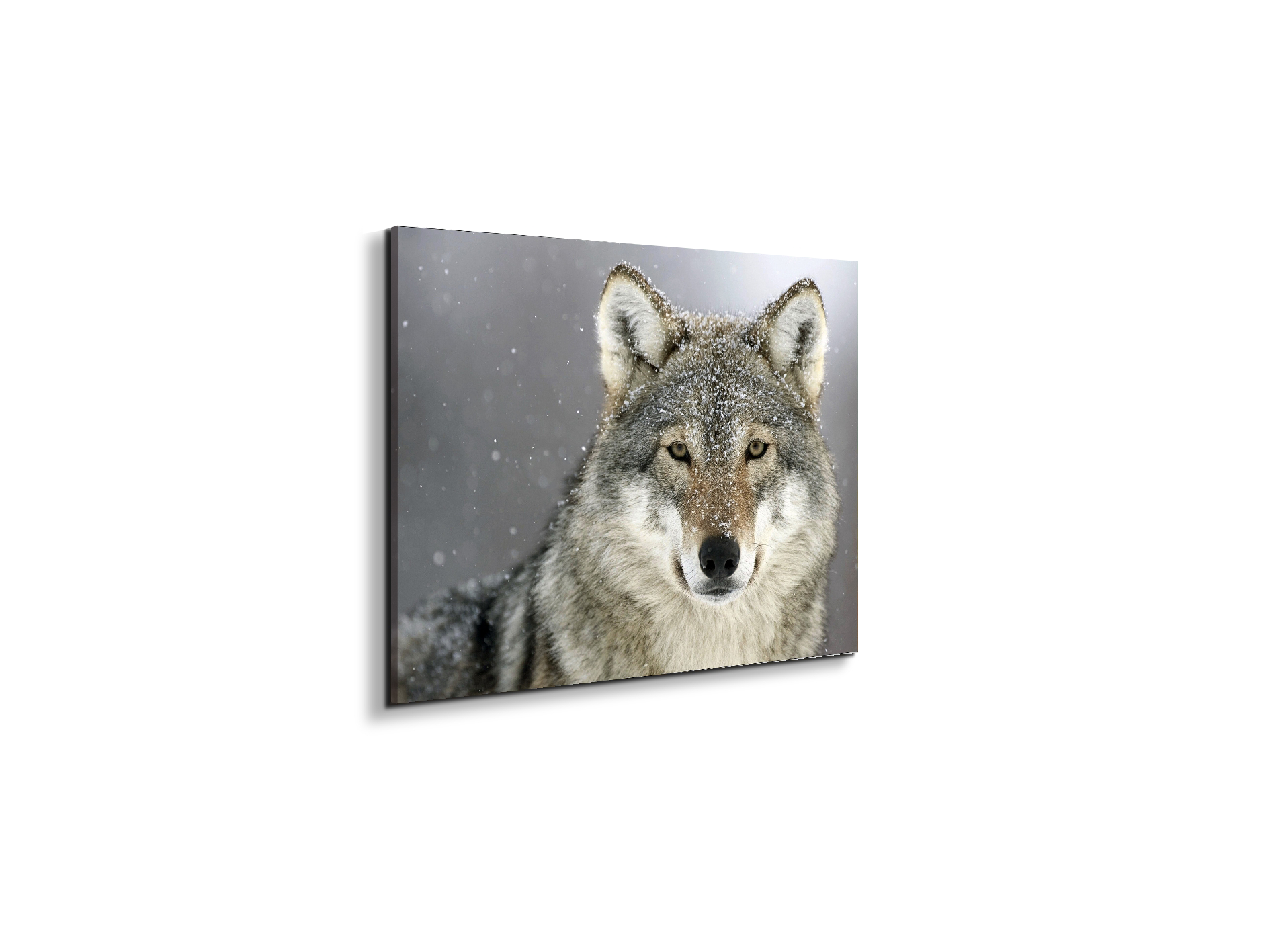 wolfas92370-#materiale_EarthArt Materic/dimensioni_50x37,50