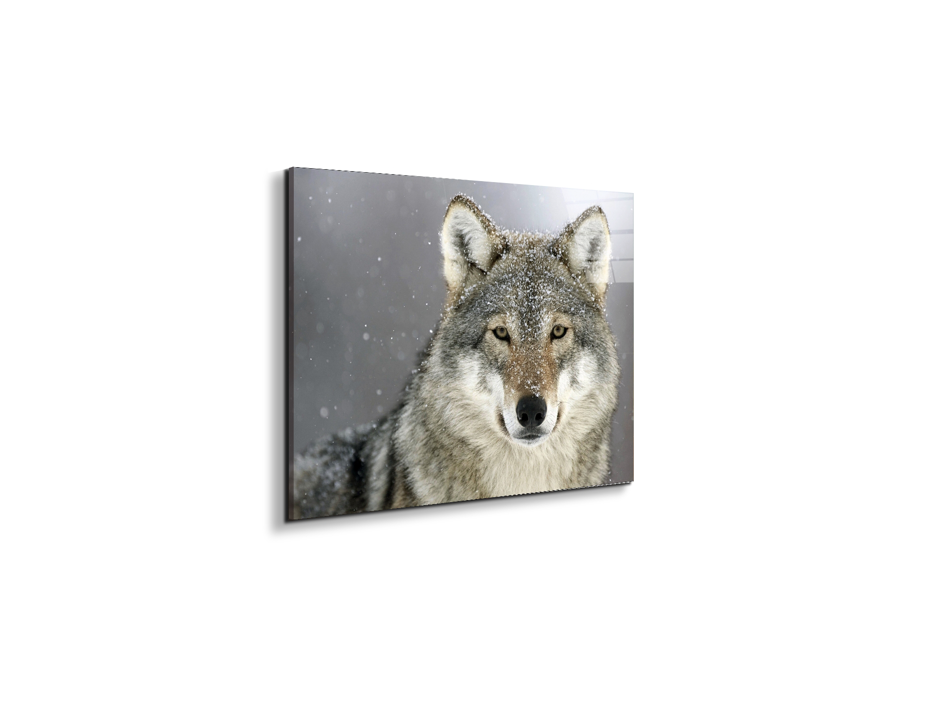 wolfas92370-#materiale_EarthArt Total Gloss/dimensioni_50x37,50