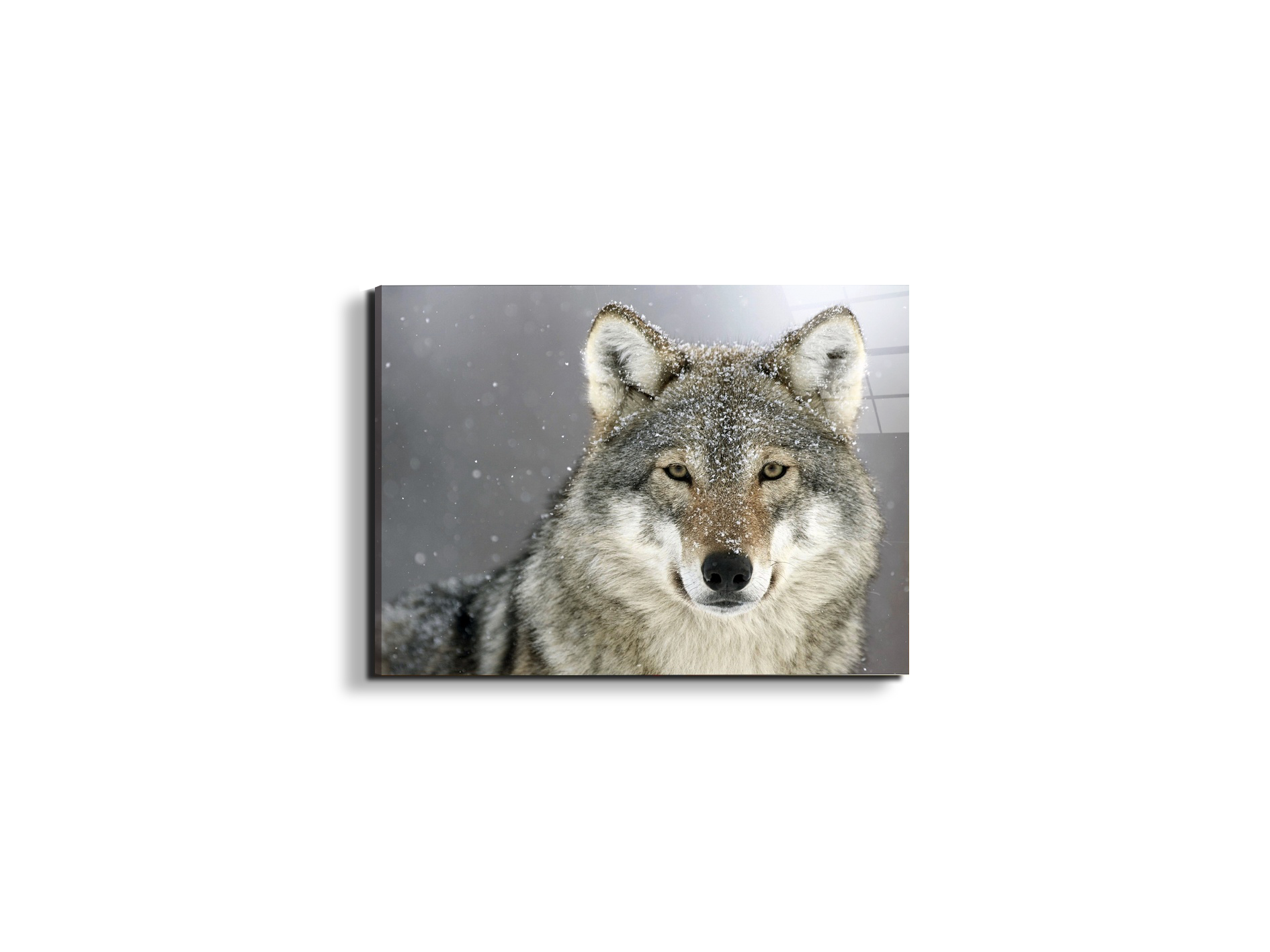 wolfas92370-#materiale_EarthArt Total Gloss/dimensioni_50x37,50