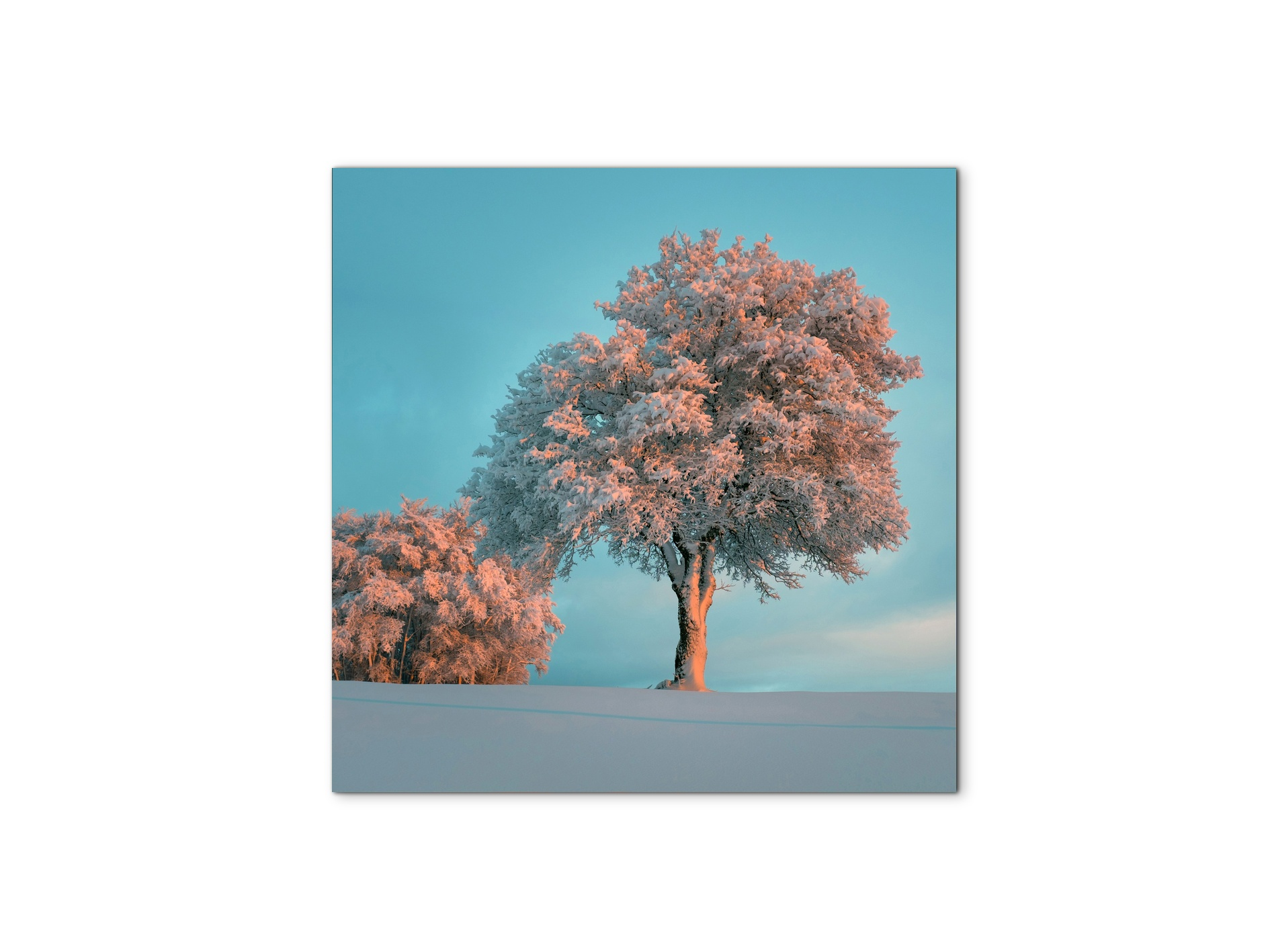 tree-in-the-snowas92448-#materiale_MetalArt Materic/dimensioni_58x58