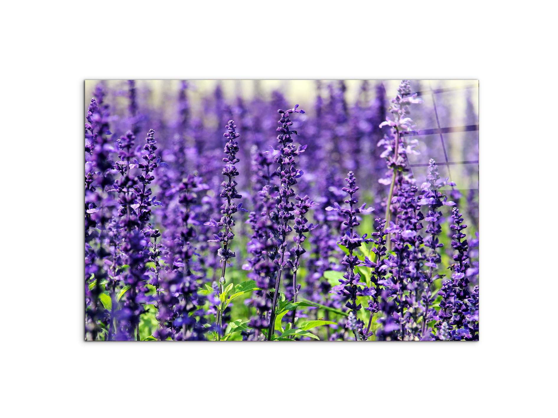 violetas92453-#materiale_CrystalArt/dimensioni_79,5x53