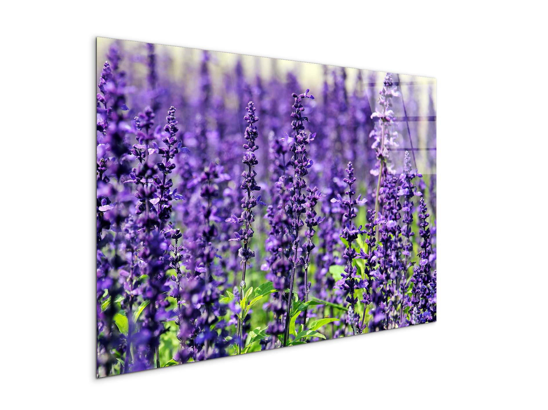 violetas92453-#materiale_CrystalArt/dimensioni_79,5x53
