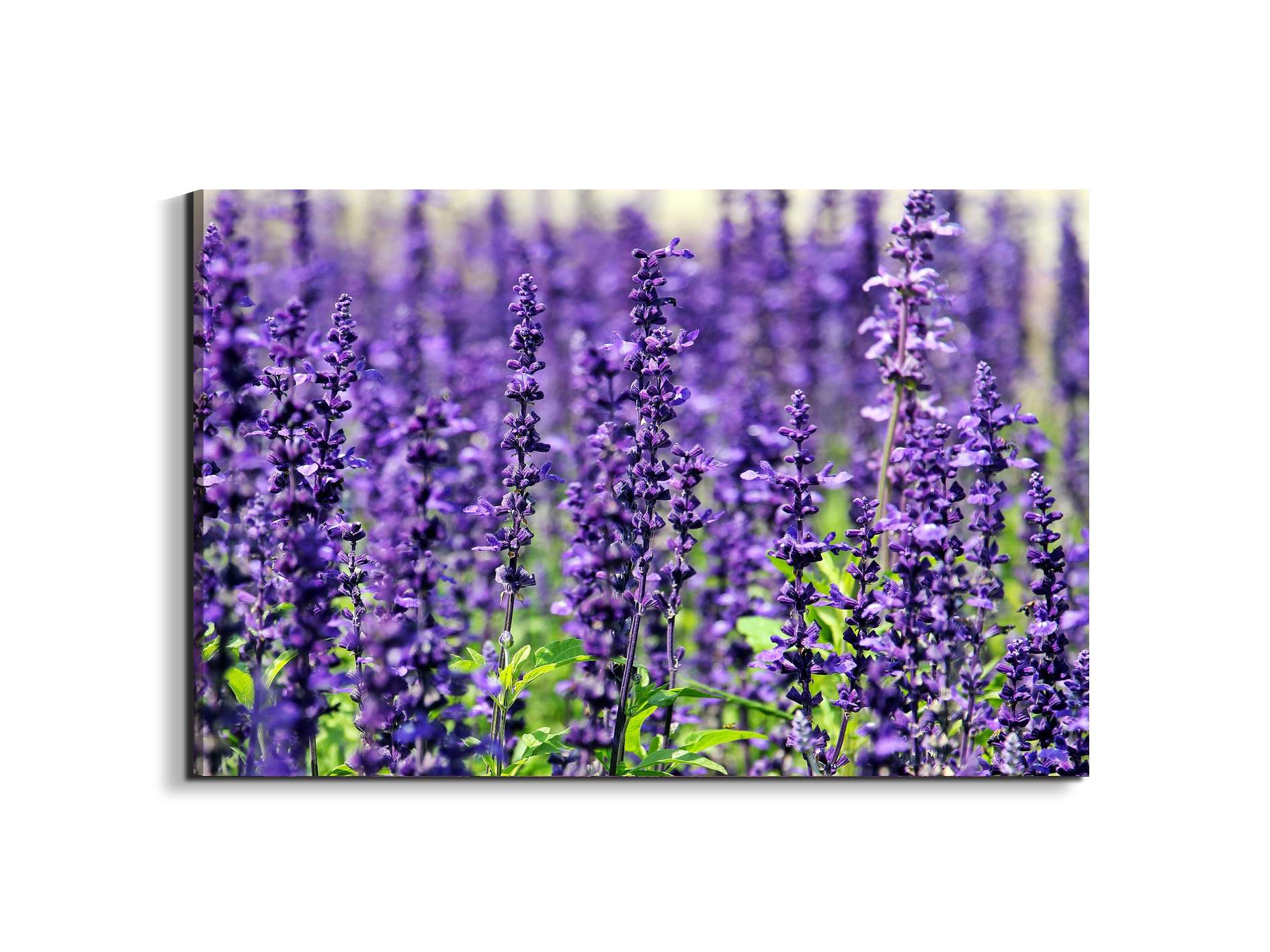 violetas92453-#materiale_EarthArt/dimensioni_79,5x53