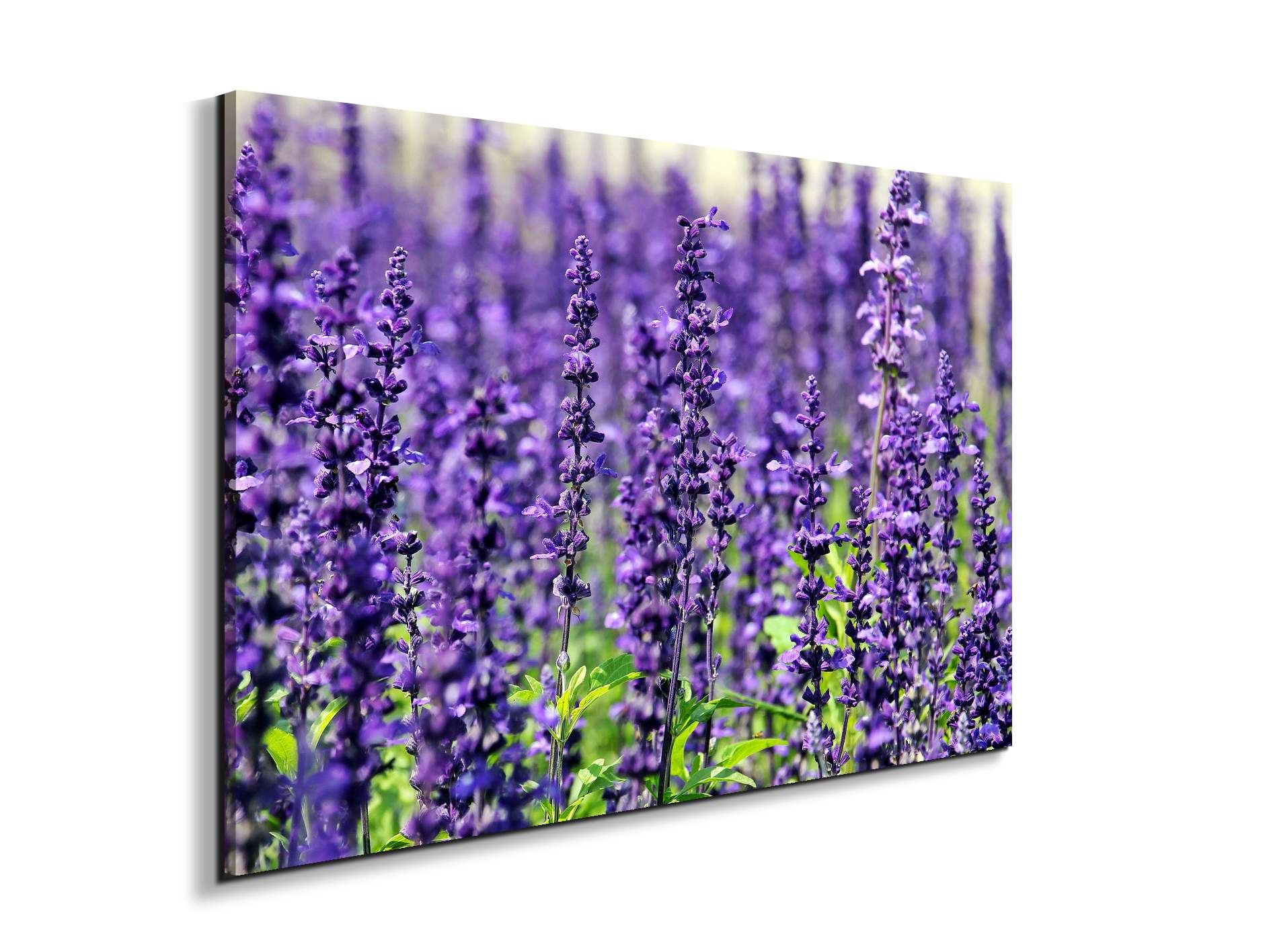 violetas92453-#materiale_EarthArt/dimensioni_79,5x53