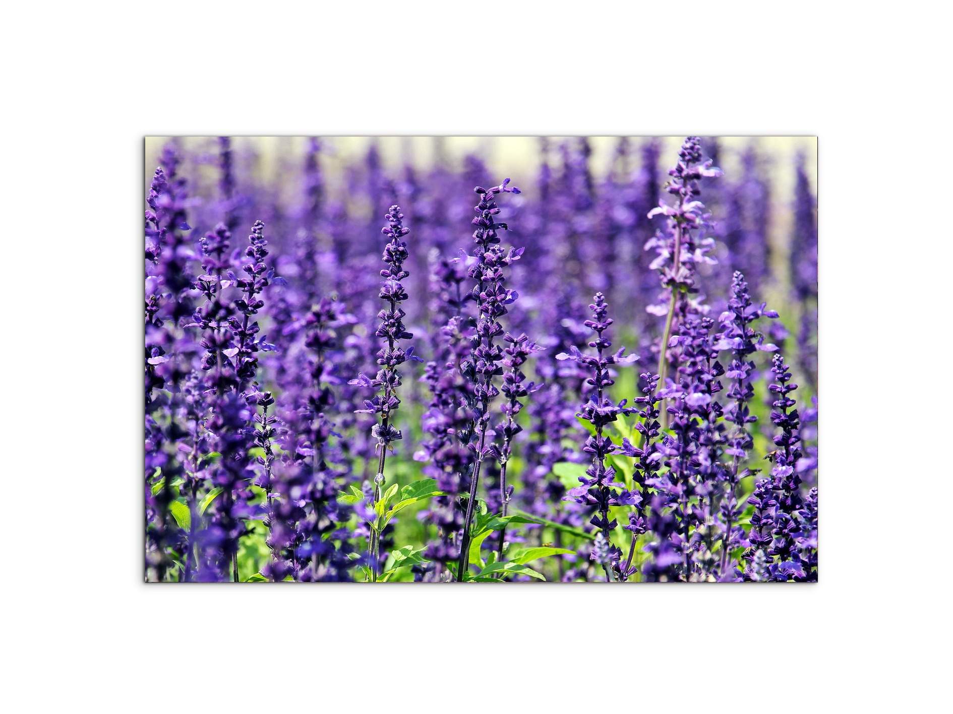 violetas92453-#materiale_MetalArt Materic/dimensioni_79,5x53