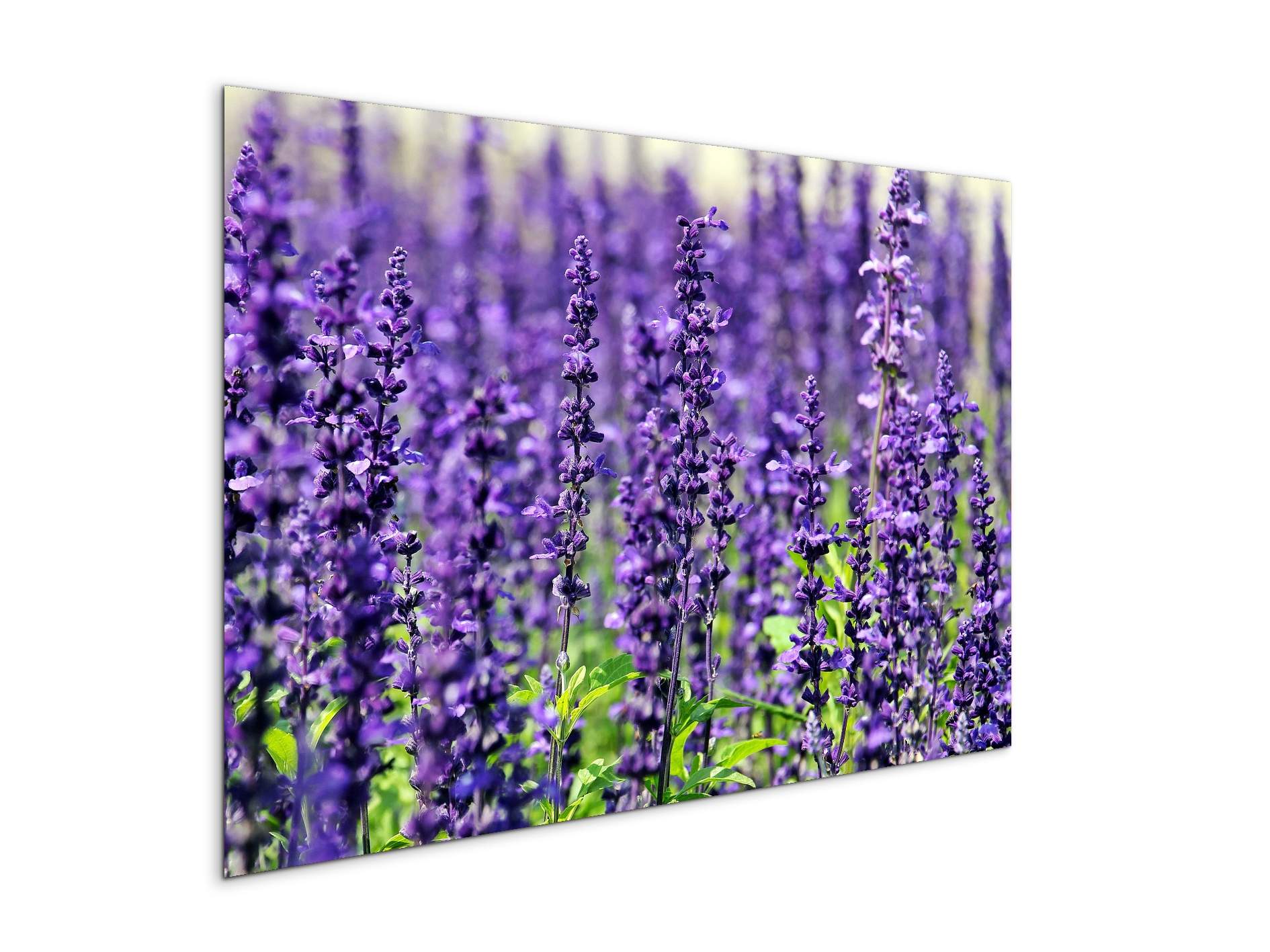 violetas92453-#materiale_MetalArt Materic/dimensioni_79,5x53