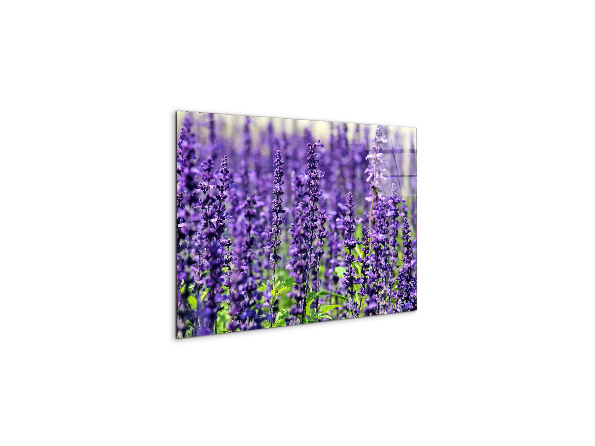 violetas92453-#materiale_CrystalArt/dimensioni_50x33,33