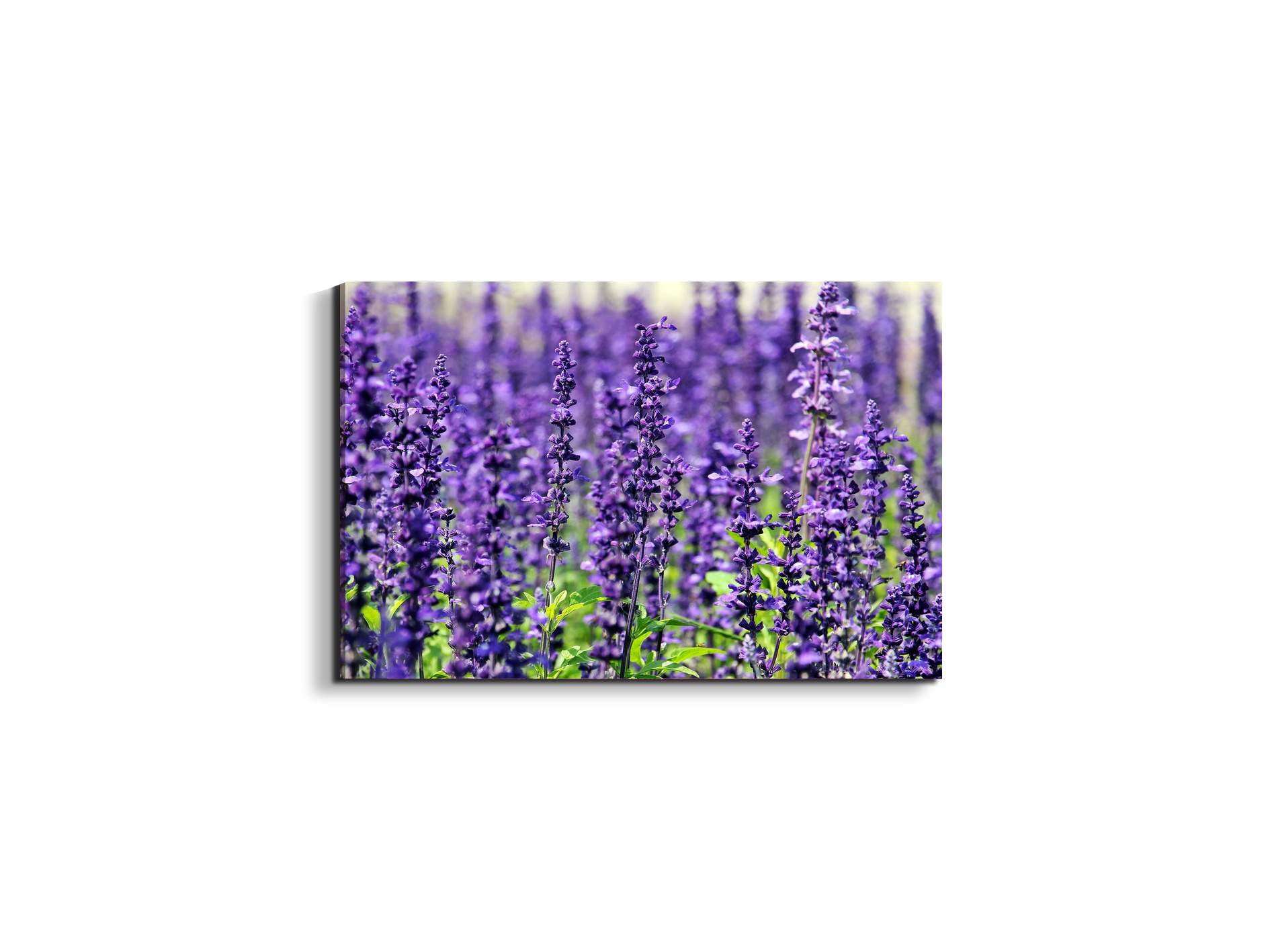 violetas92453-#materiale_EarthArt/dimensioni_50x33,33