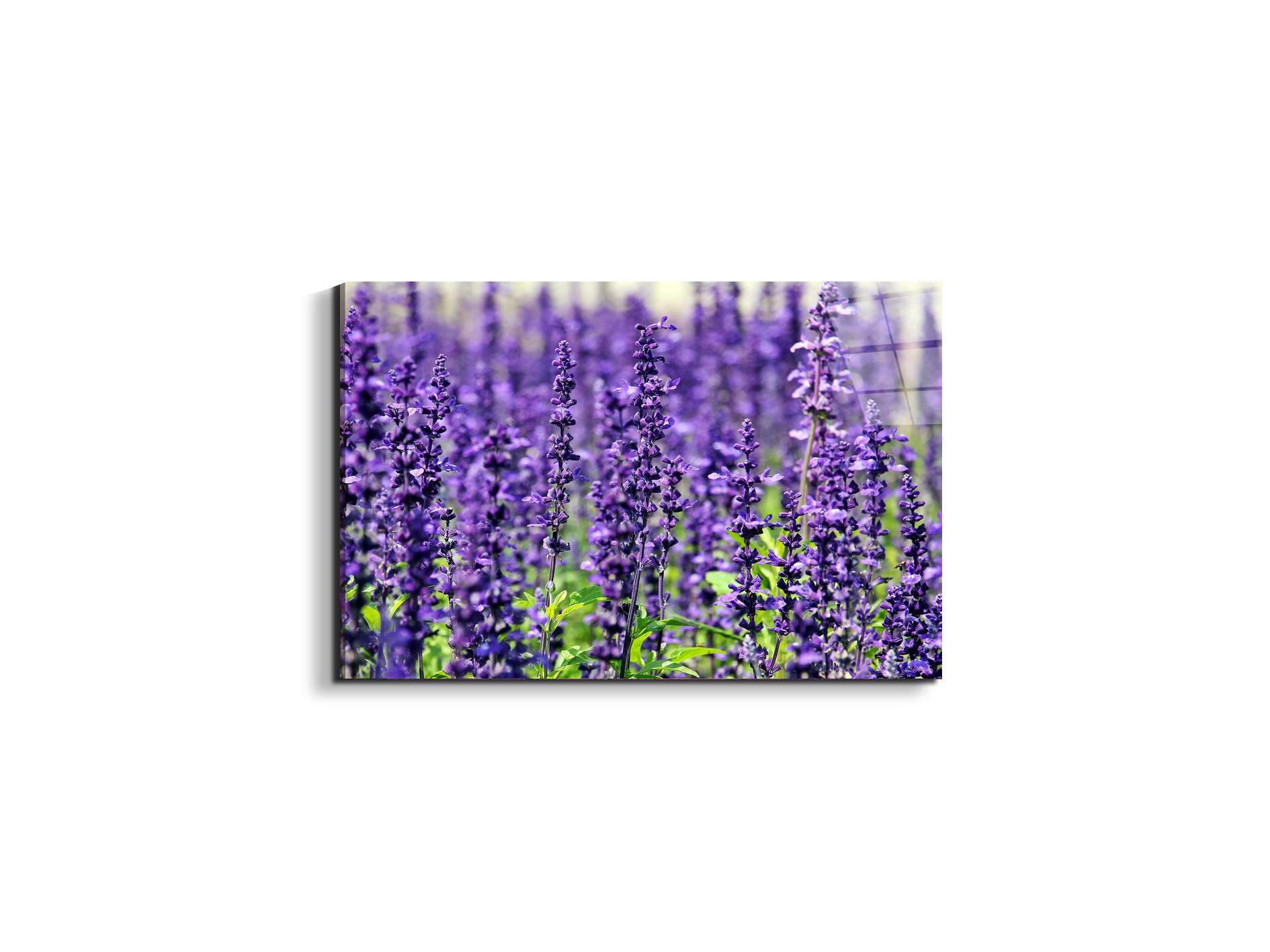 violetas92453-#materiale_EarthArt Total Gloss/dimensioni_50x33,33