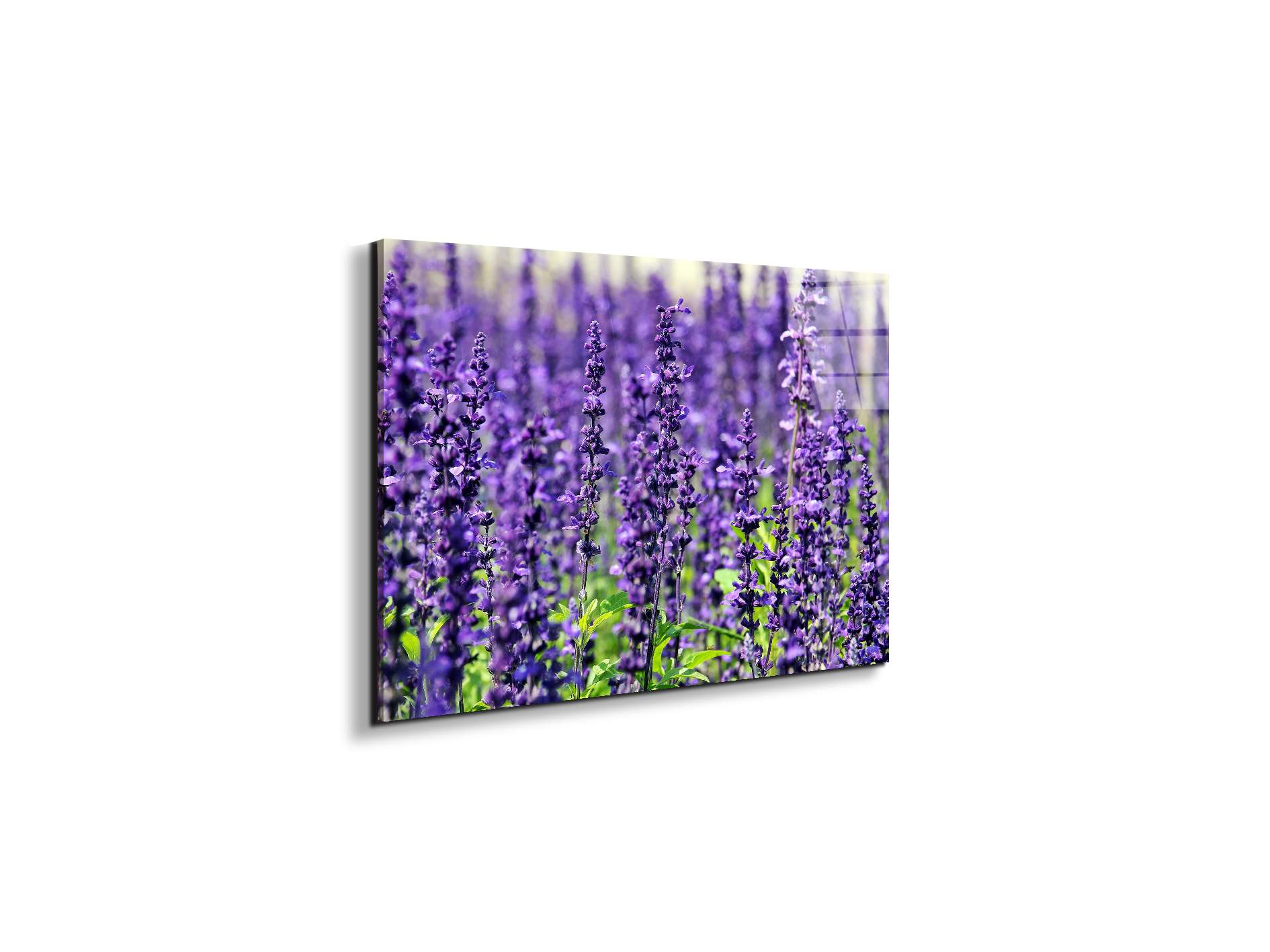violetas92453-#materiale_EarthArt Total Gloss/dimensioni_50x33,33