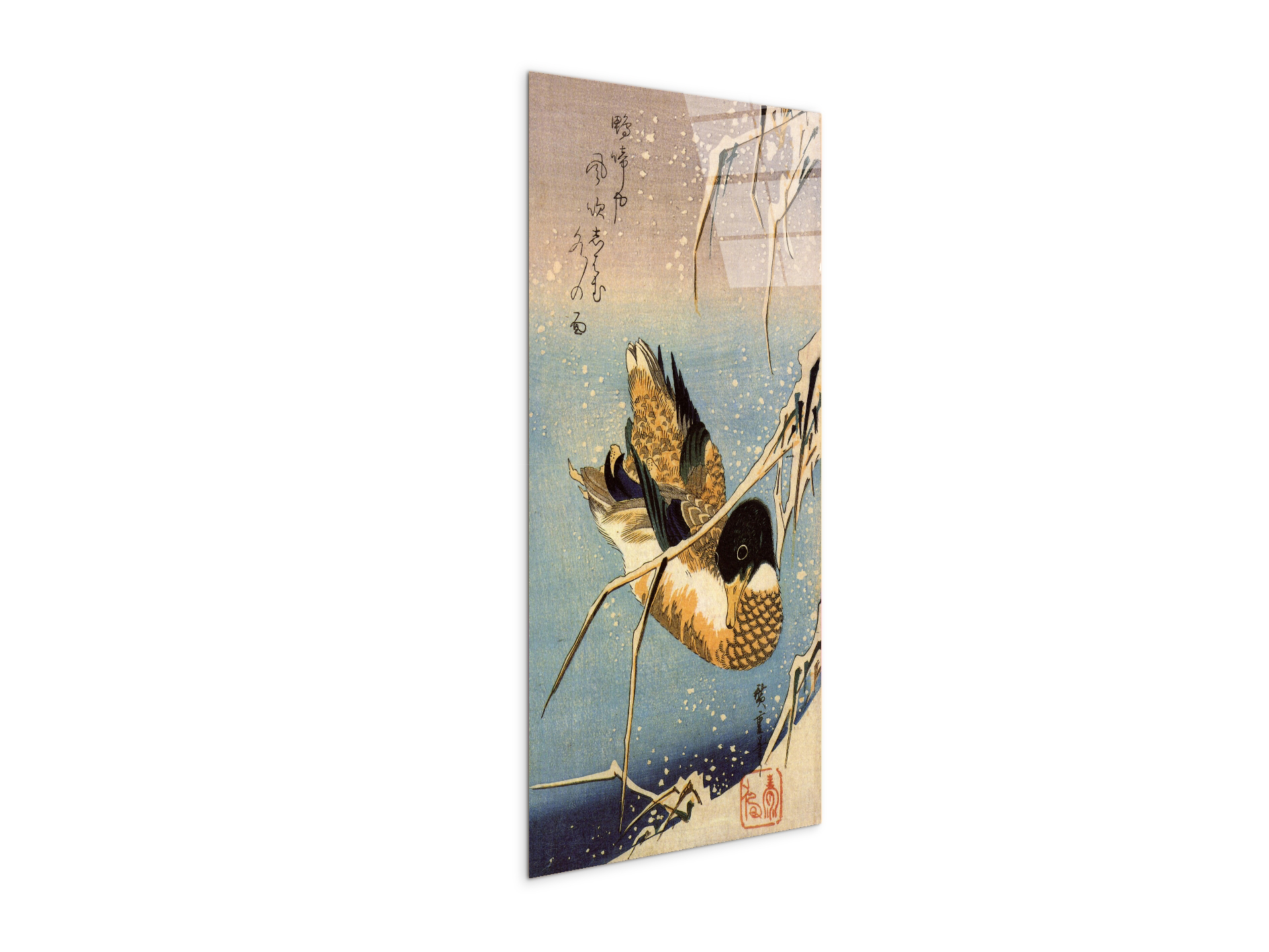wild-duckas93036-