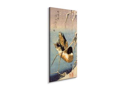 wild-duckas93036-