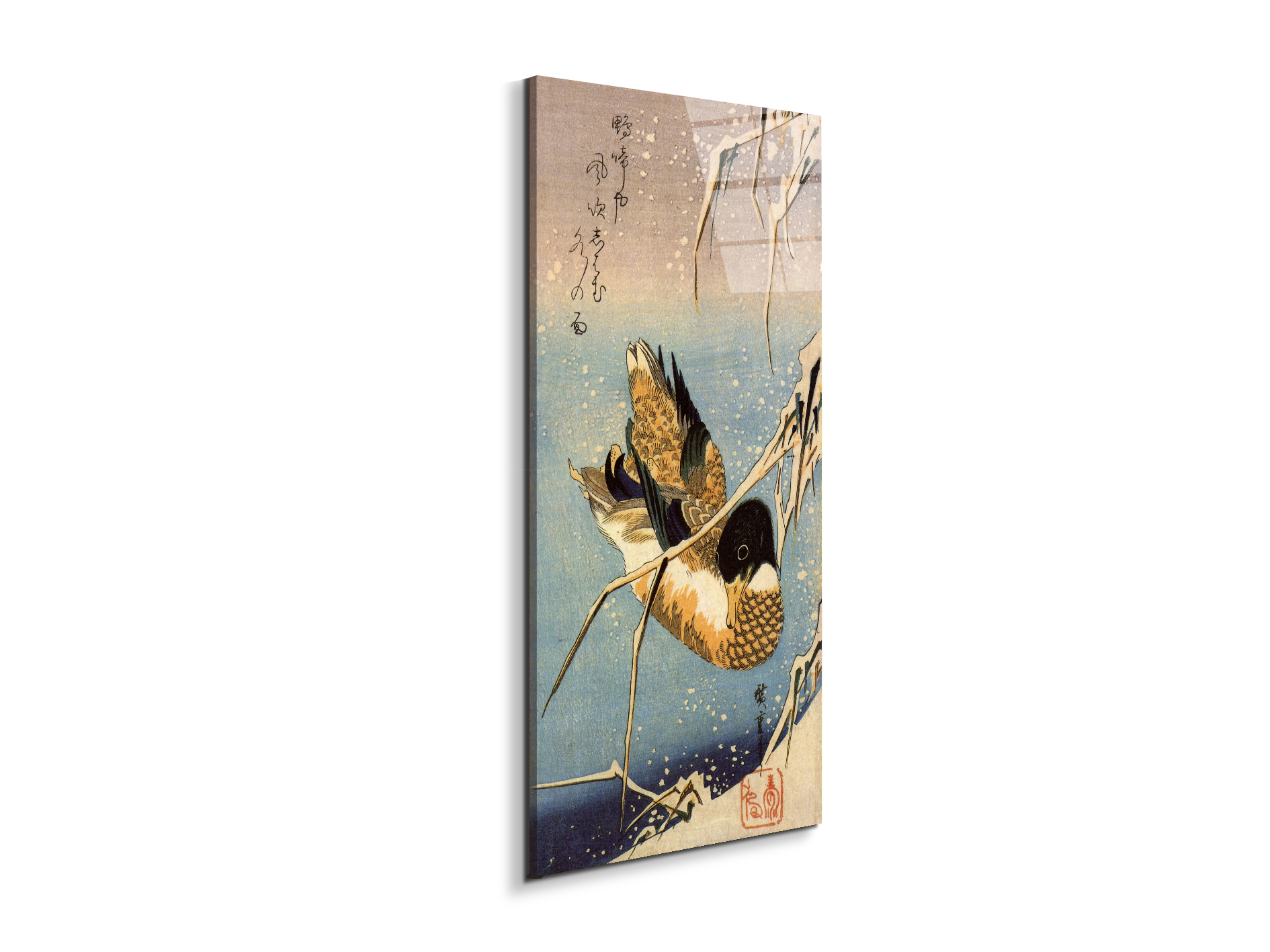 wild-duckas93036-